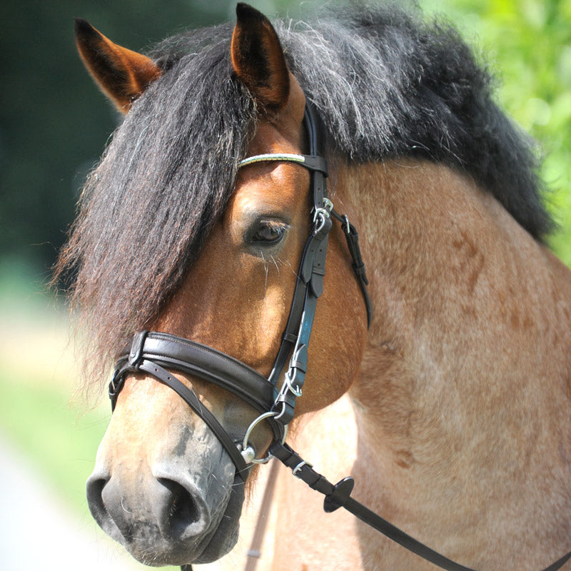 Trense "Clinchesse" eng.-komb.