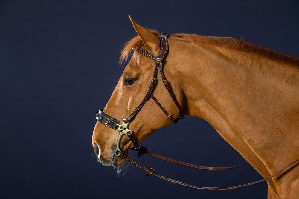 Hackamore Trense