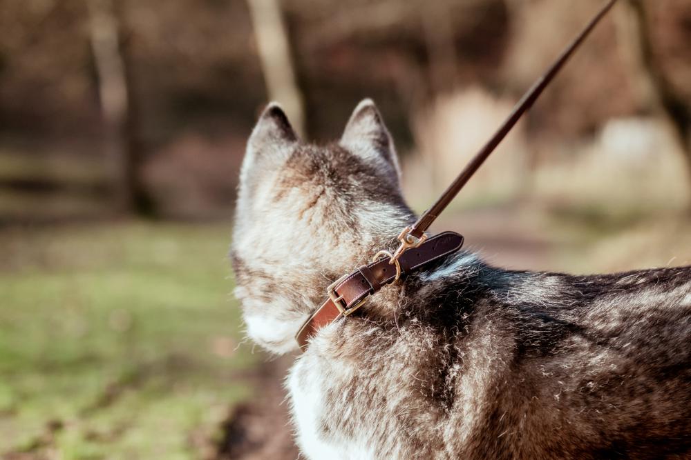 Hundehalsband aus Glattleder