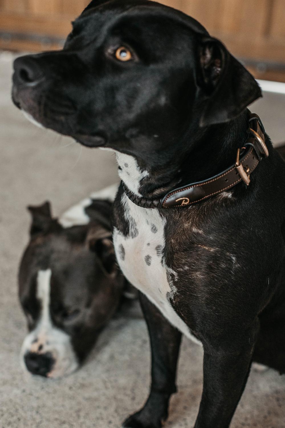 Geflochtenes Hundehalsband