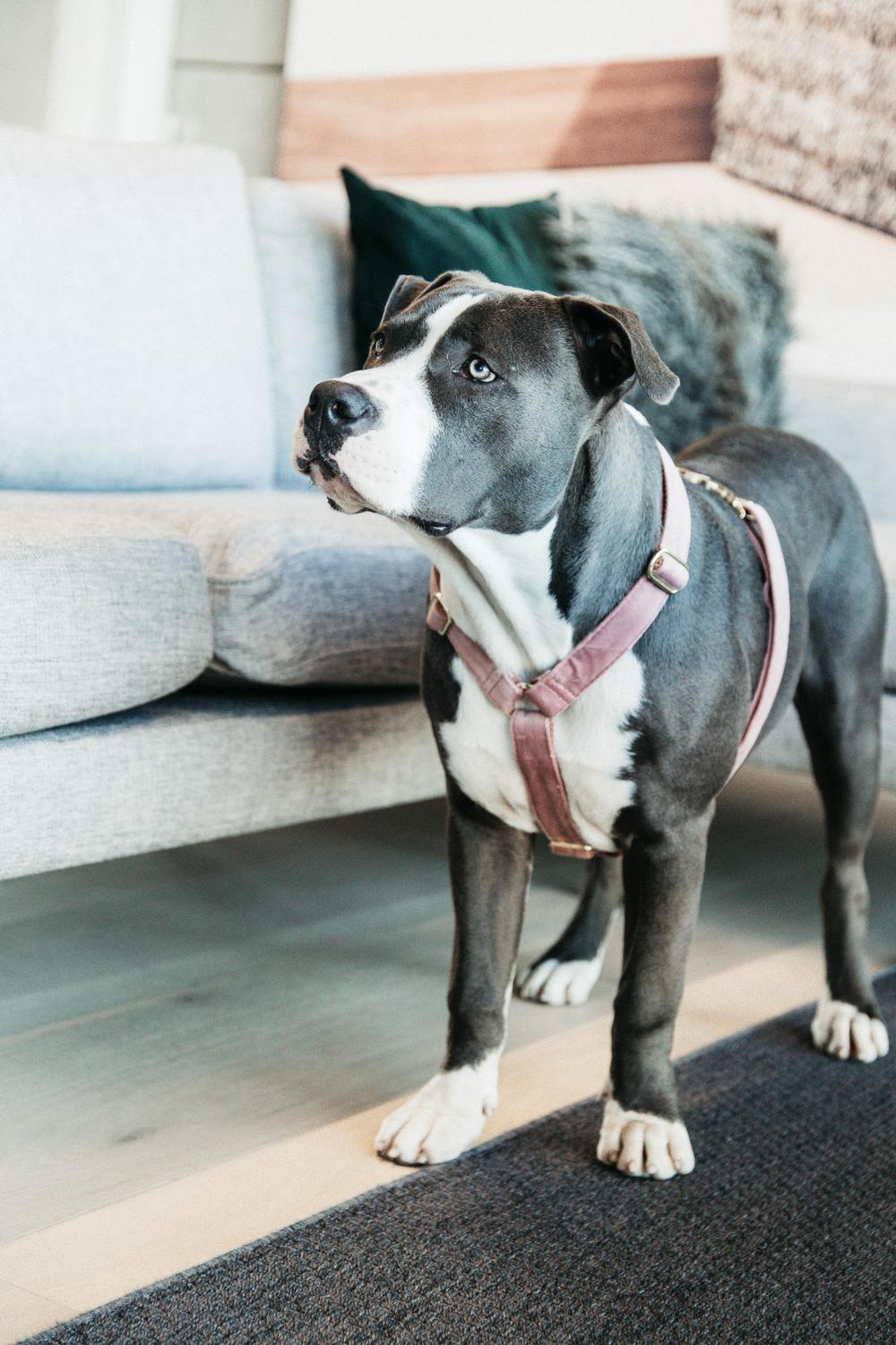 Hundegeschirr Loop Velvet - Kentucky Dogwear