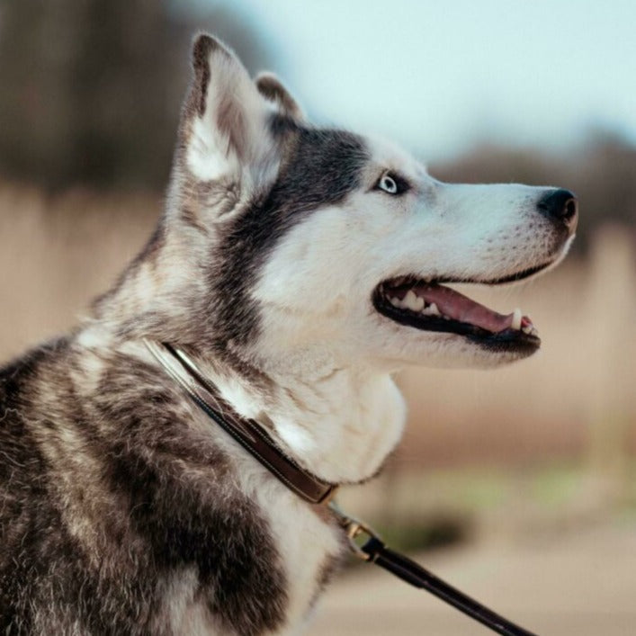 Hundehalsband Fancy