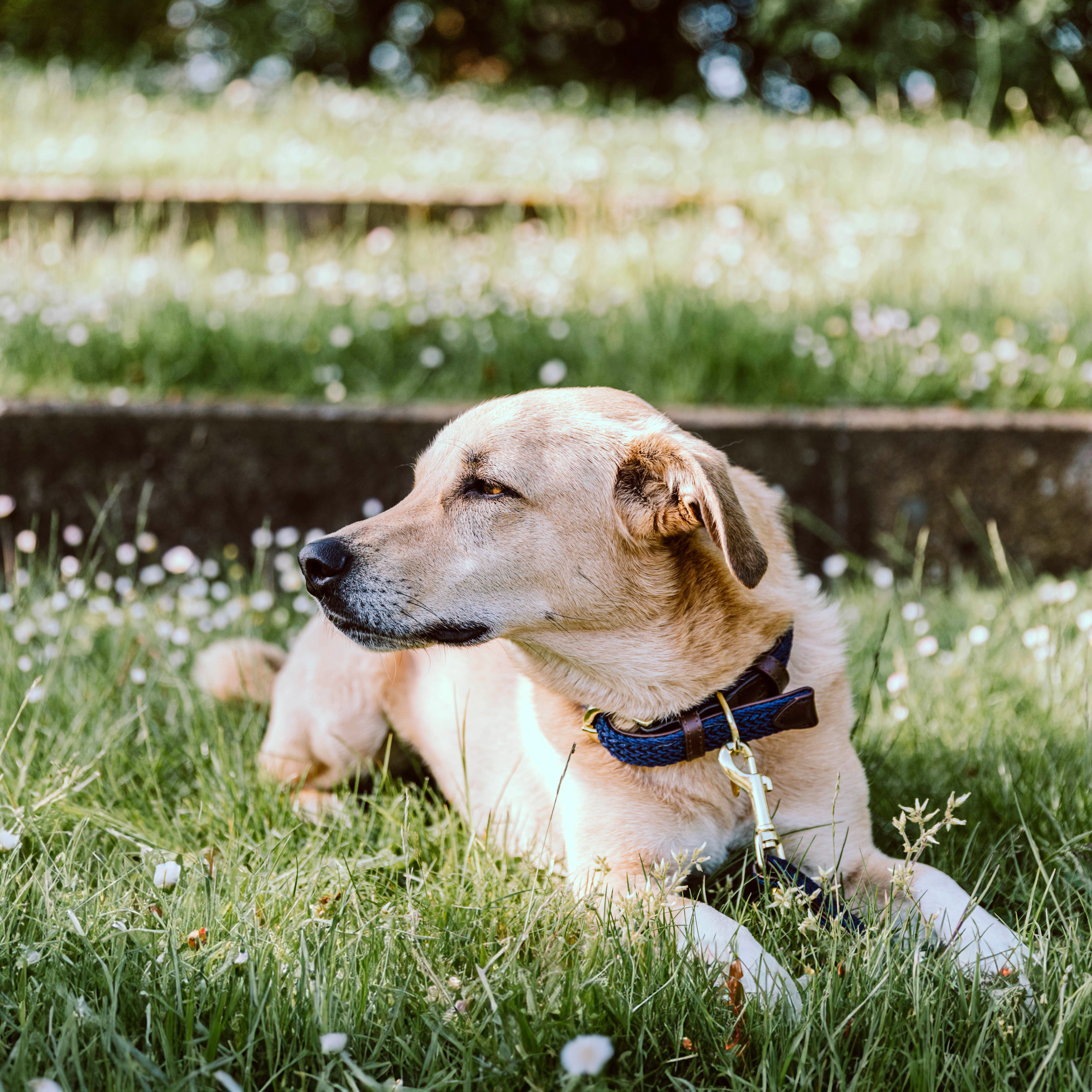 Geflochten Nylon Hundehalsband