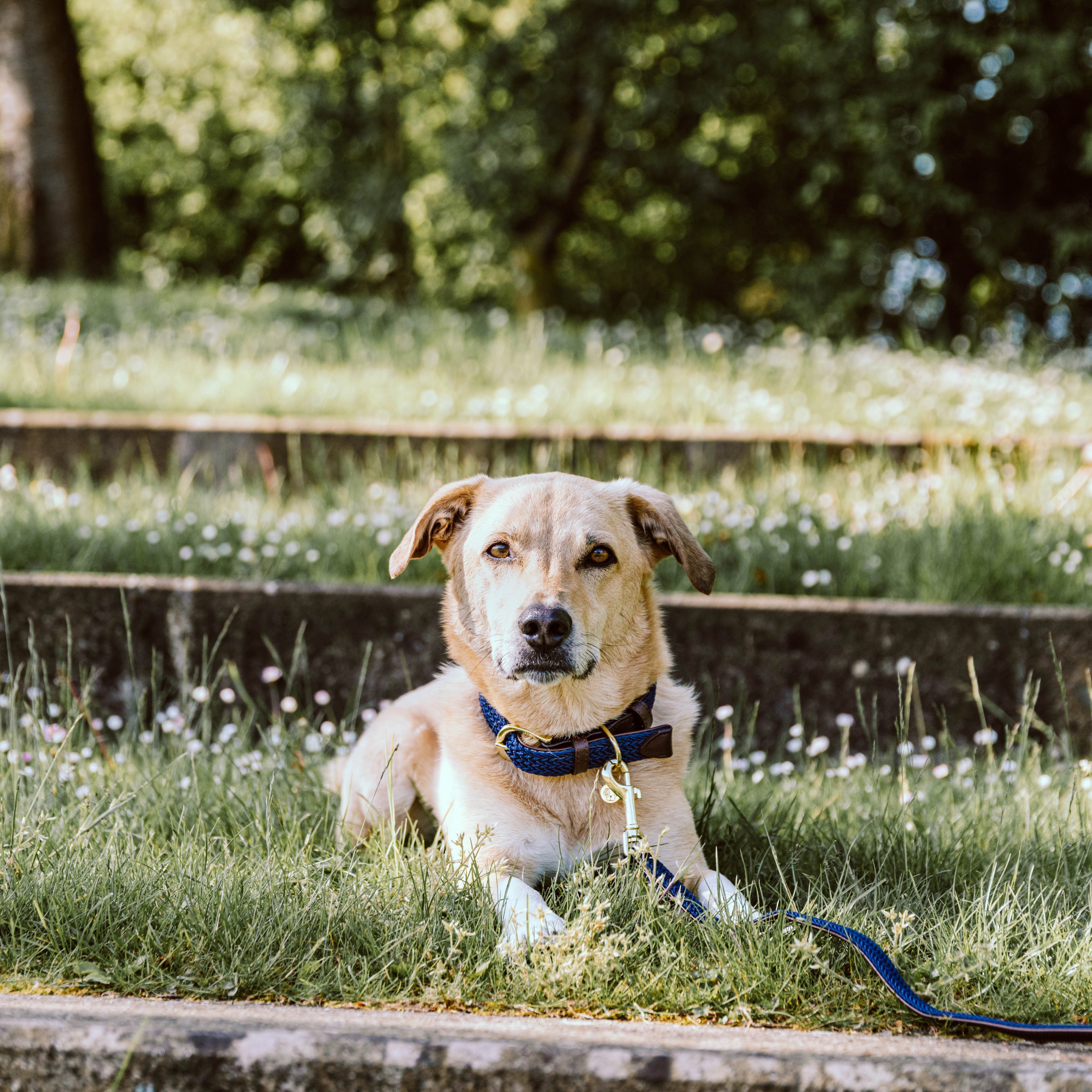 Geflochten Nylon Hundehalsband