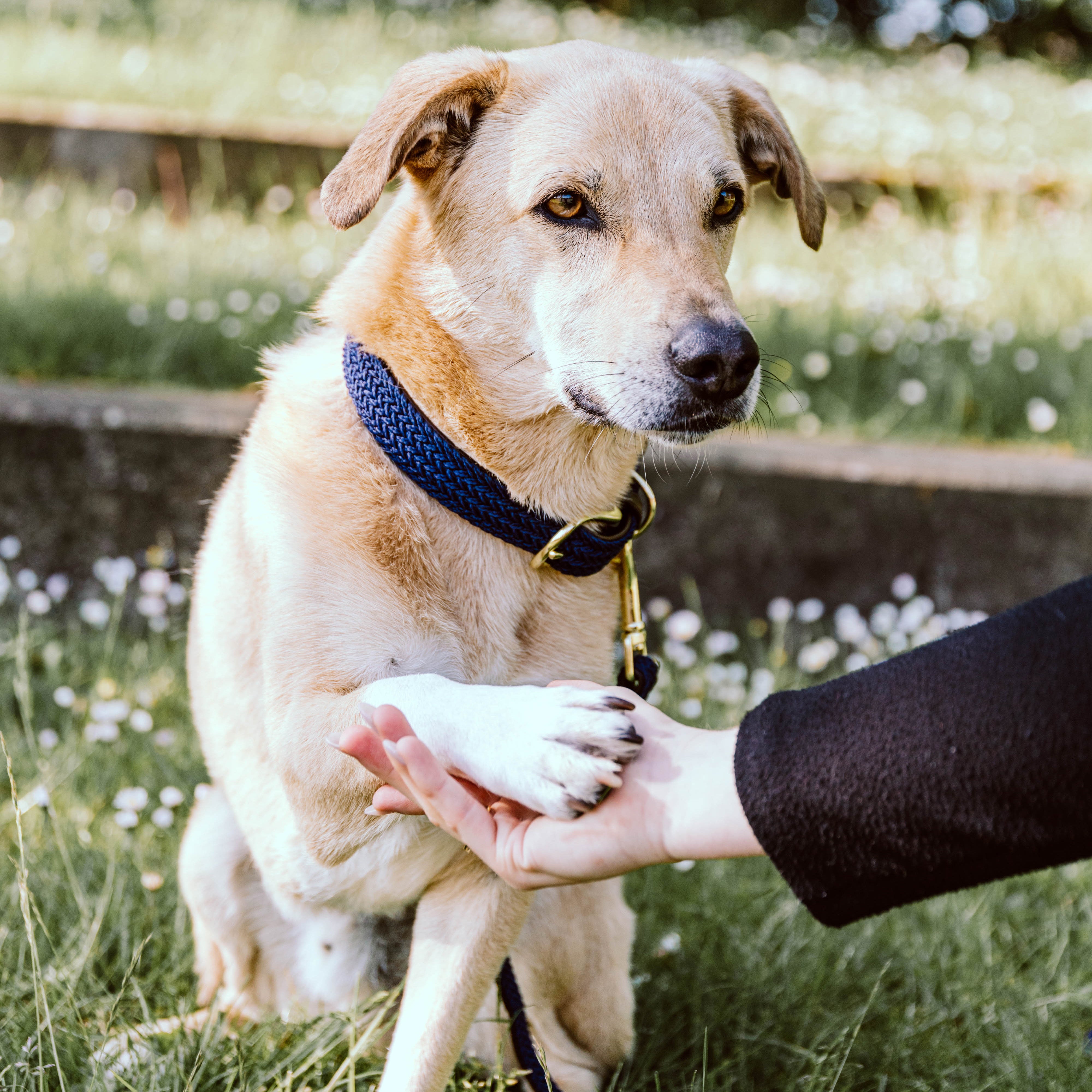 Geflochten Nylon Hundehalsband
