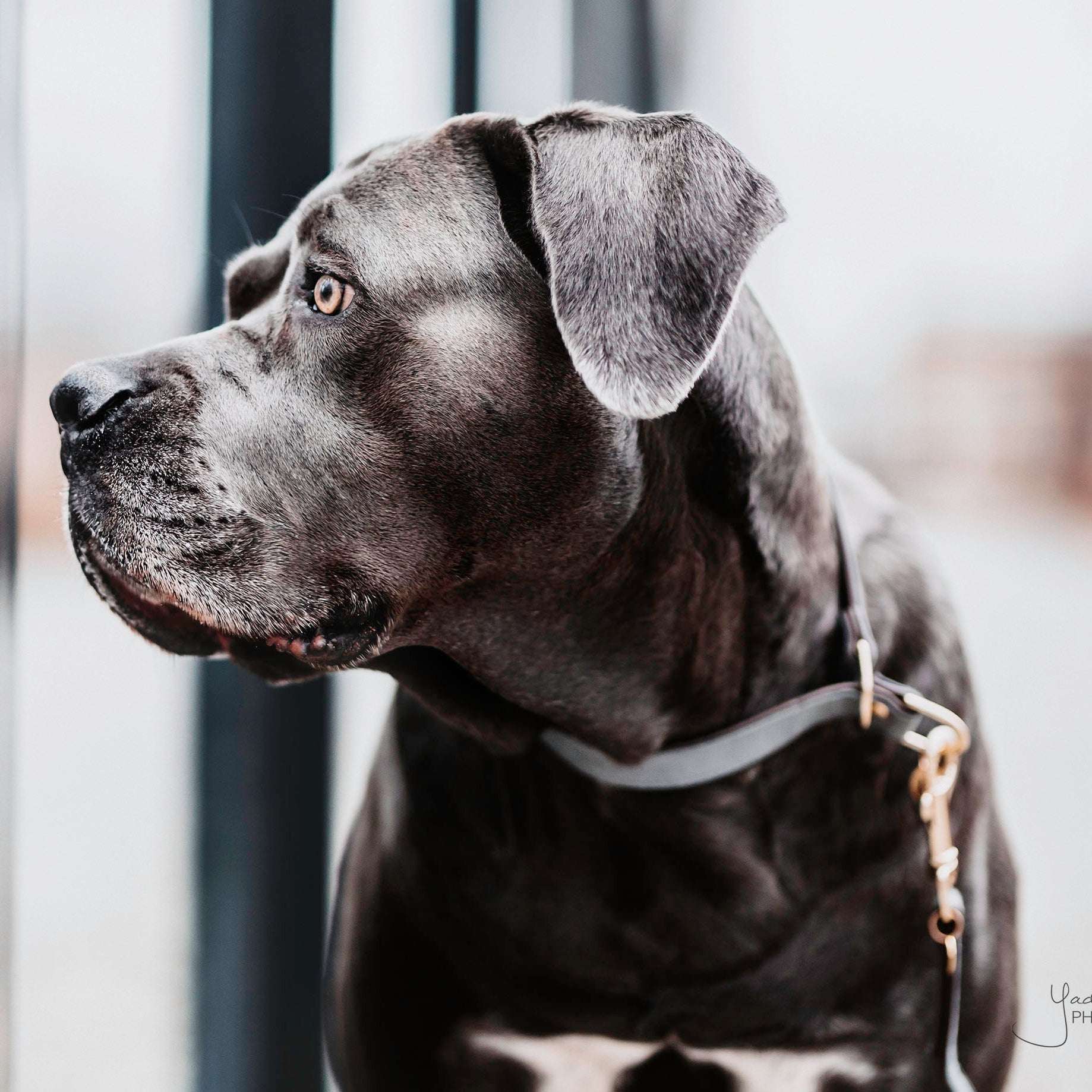 Hunde Halsband Loop