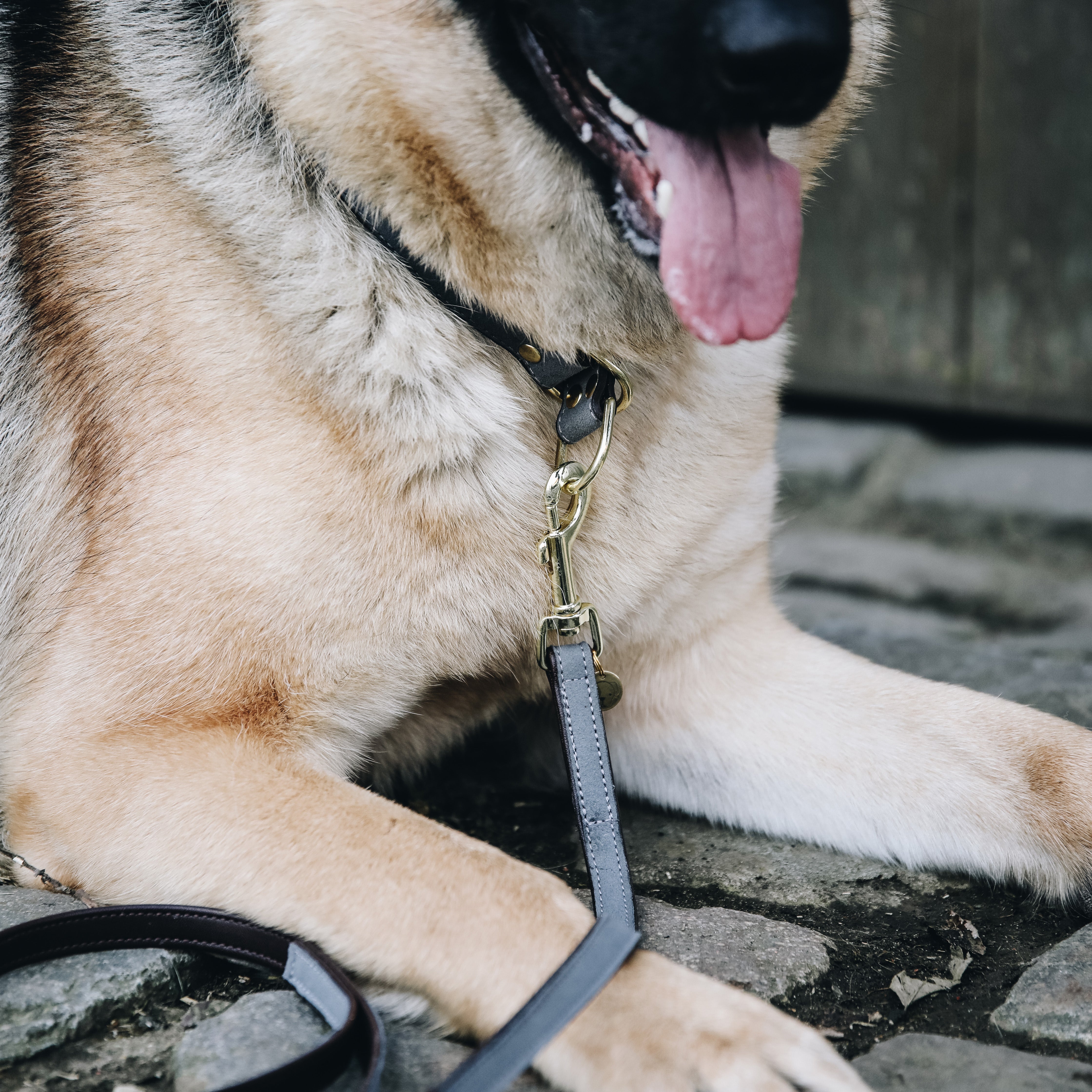 Hunde Halsband Loop