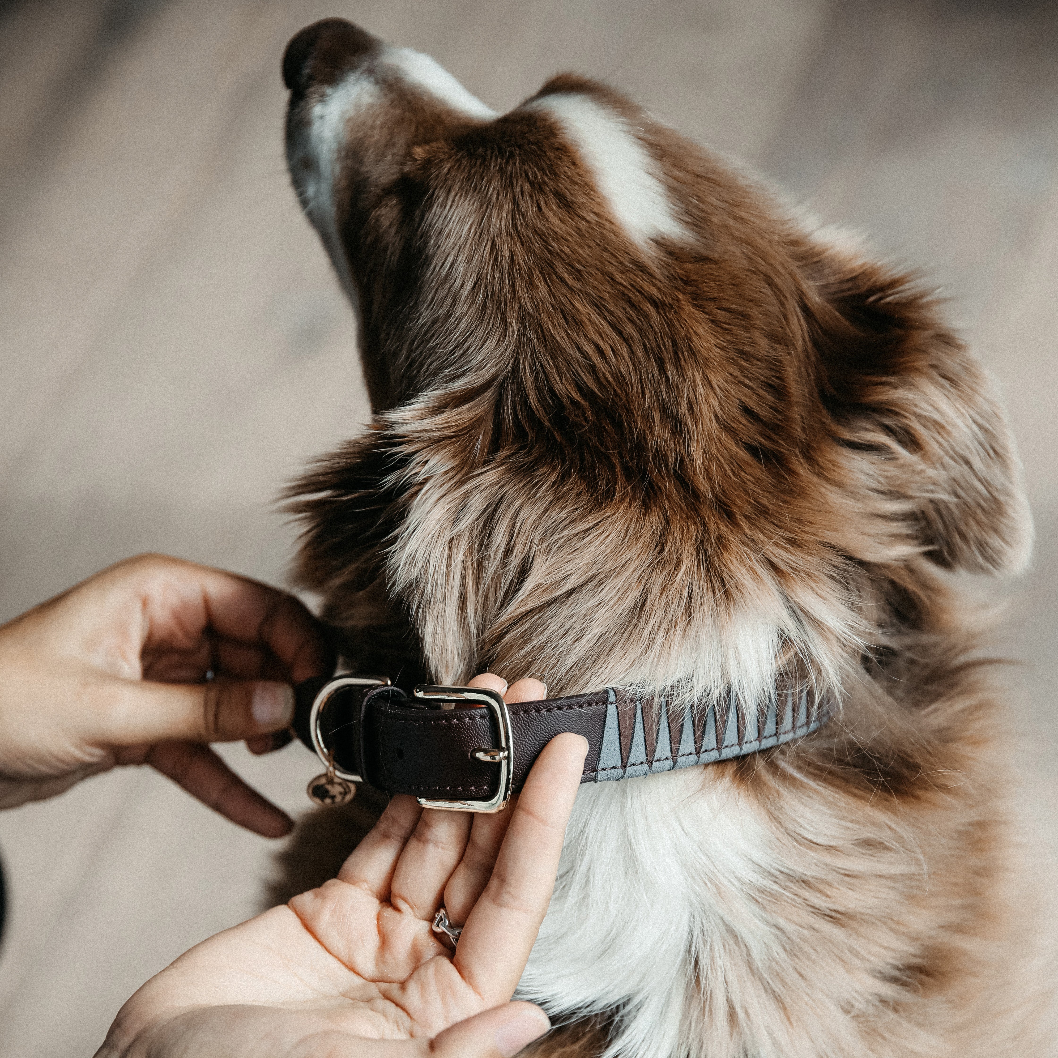 Hunde Halsband Triangle