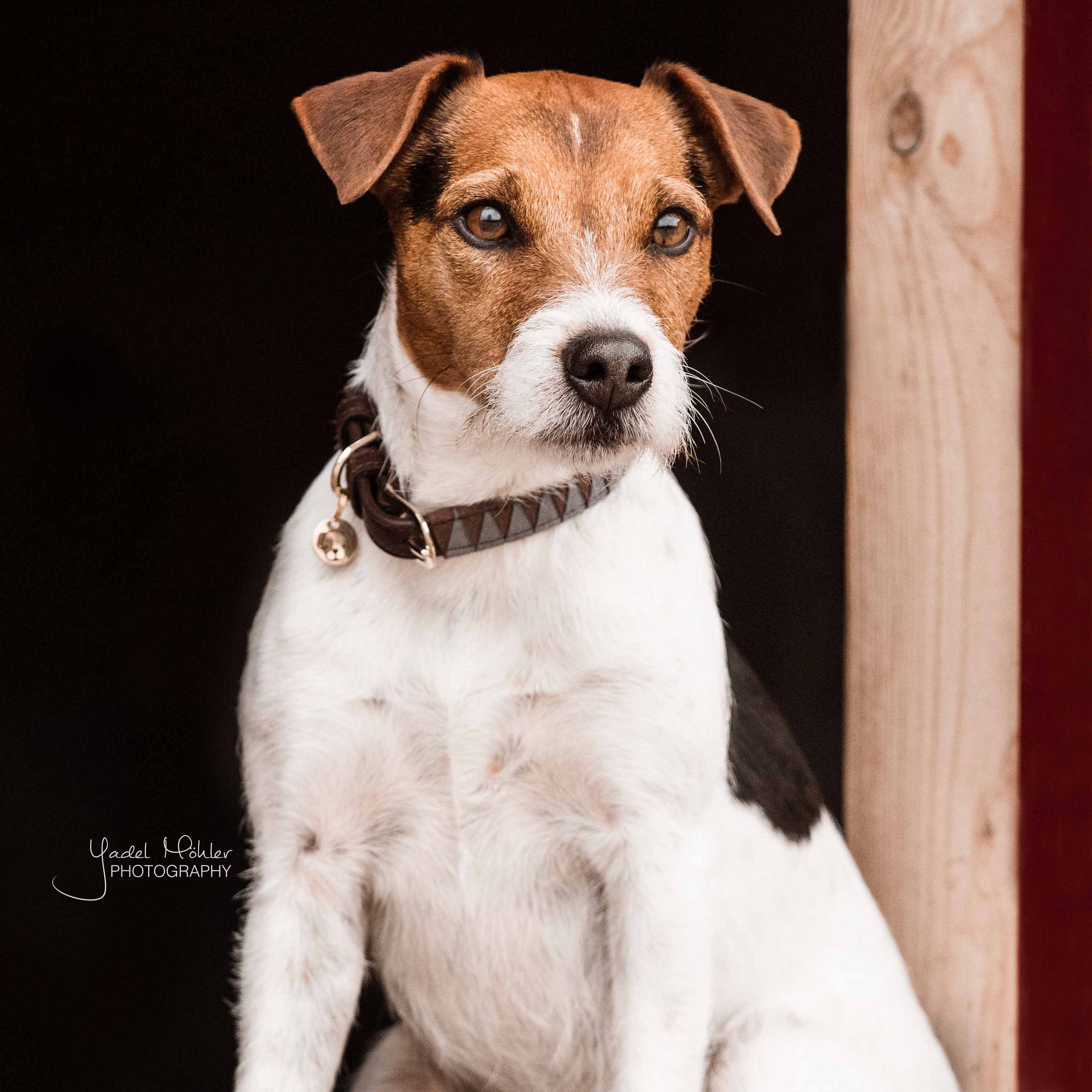 Hunde Halsband Triangle