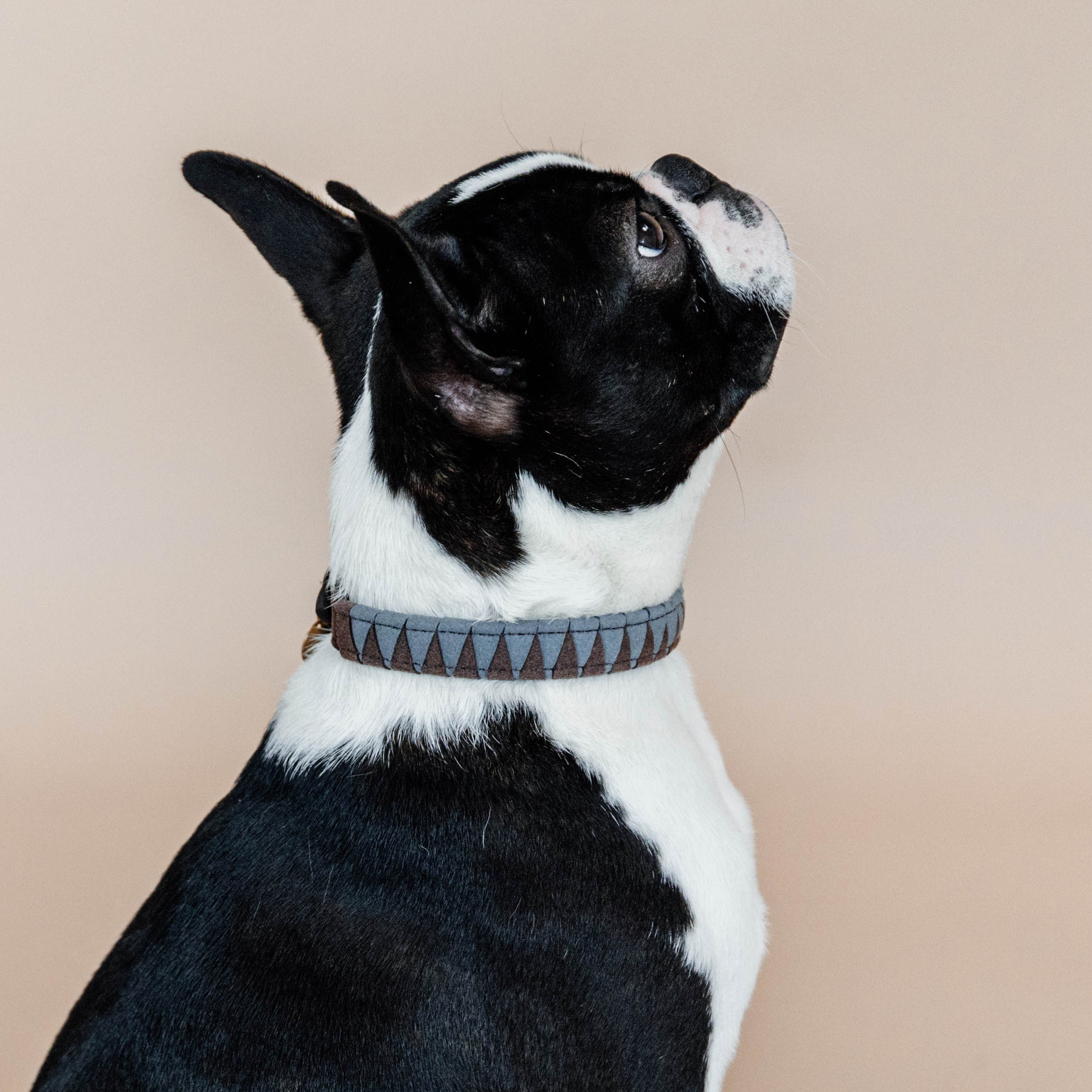 Hunde Halsband Triangle
