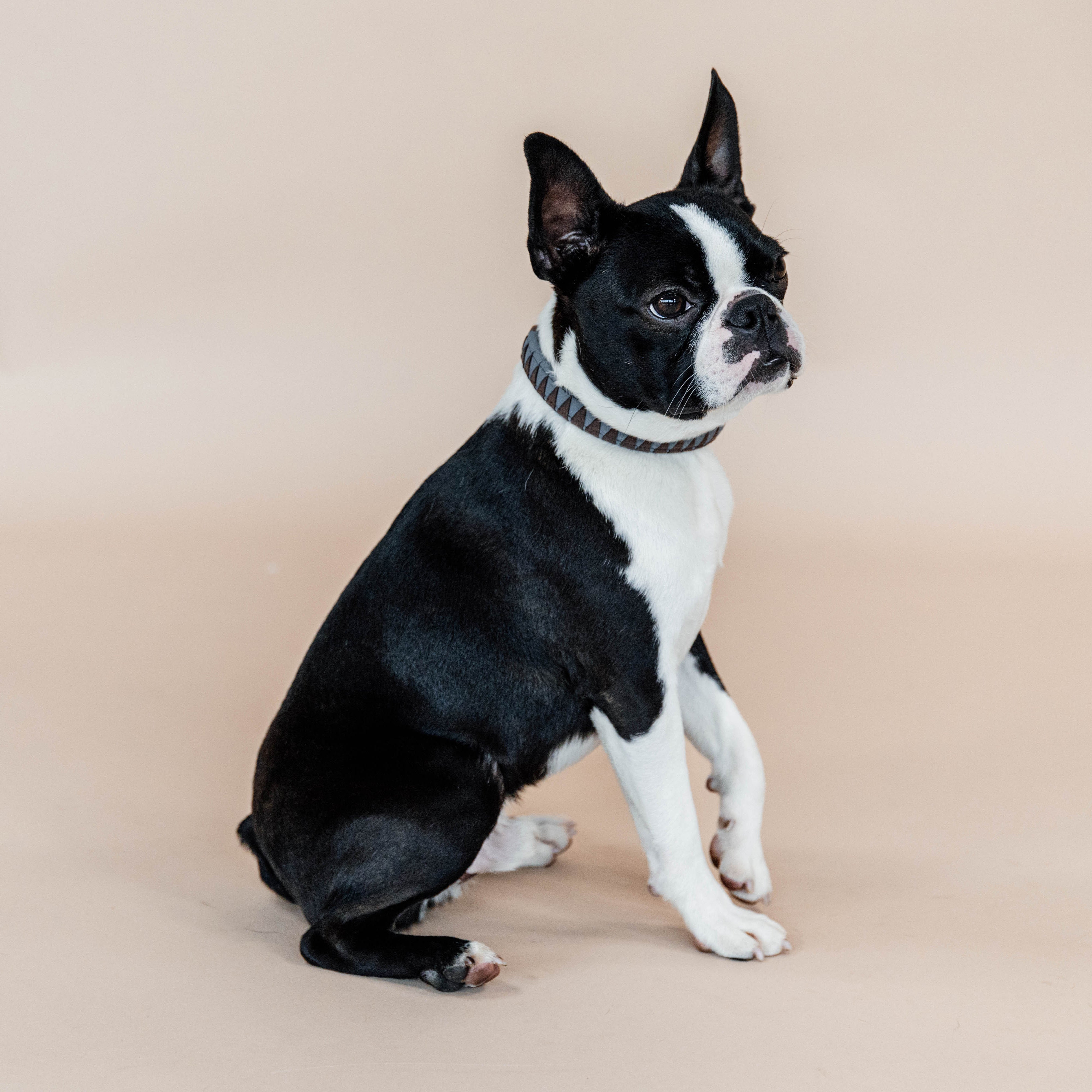 Hunde Halsband Triangle
