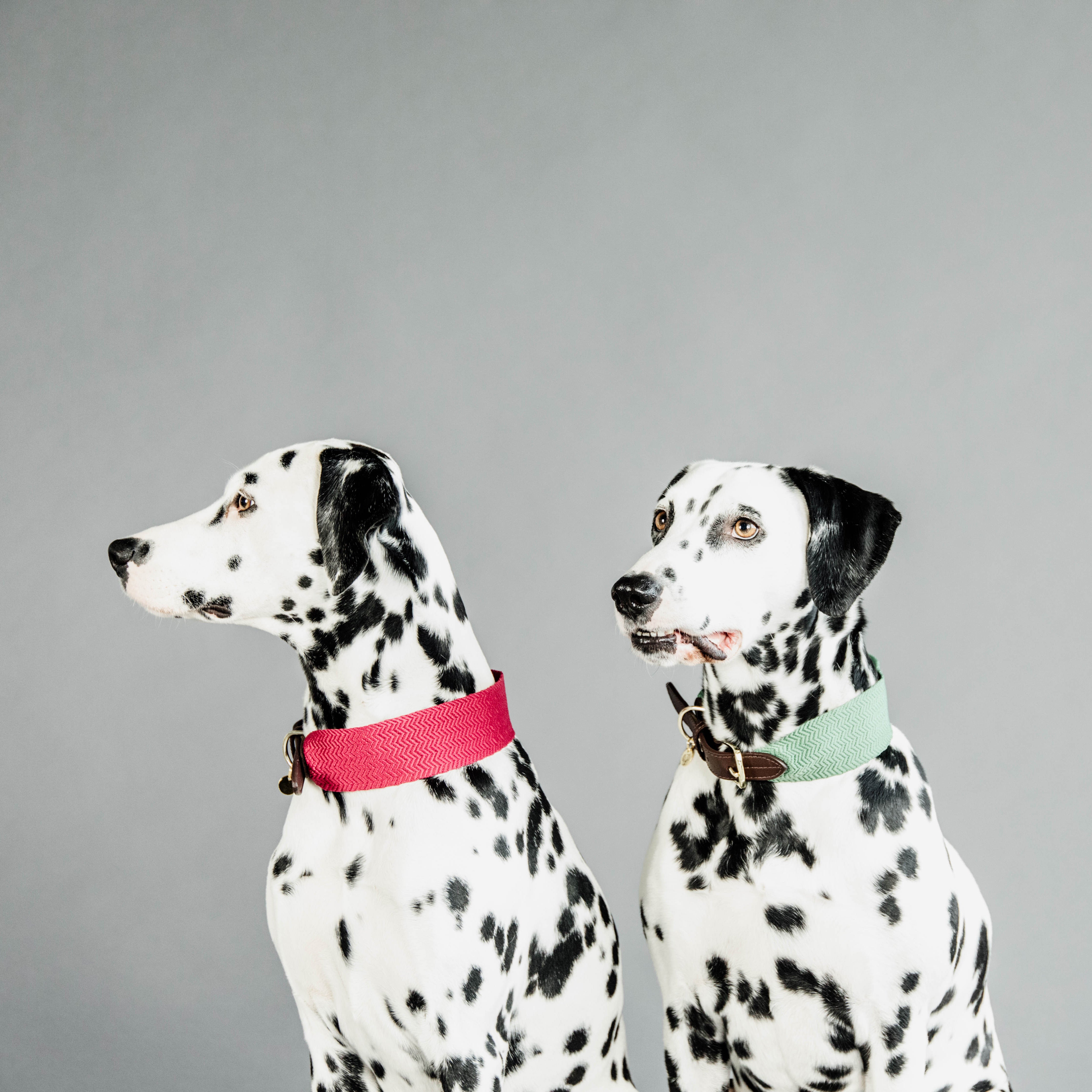 Hunde Halsband Jacquard