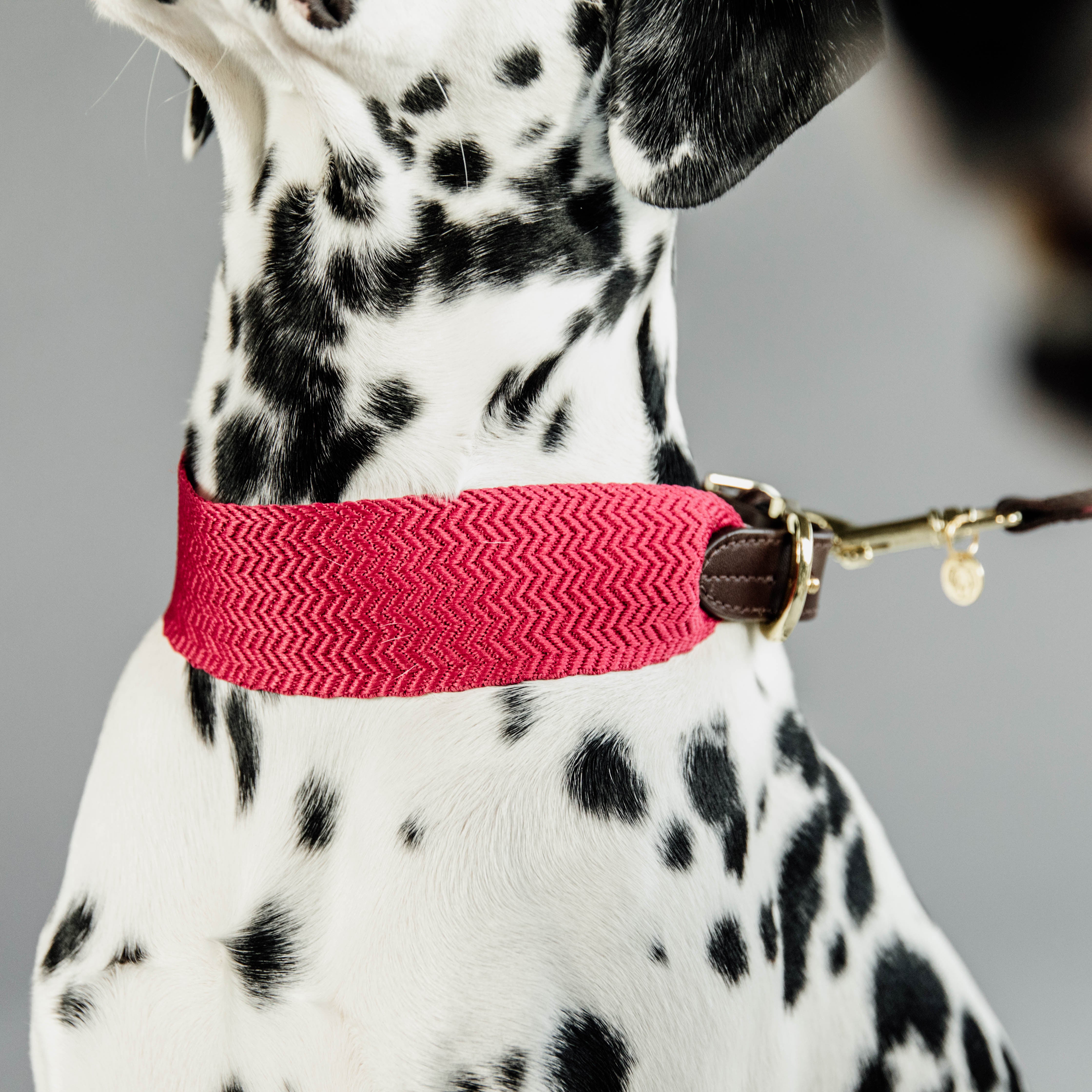 Hunde Halsband Jacquard