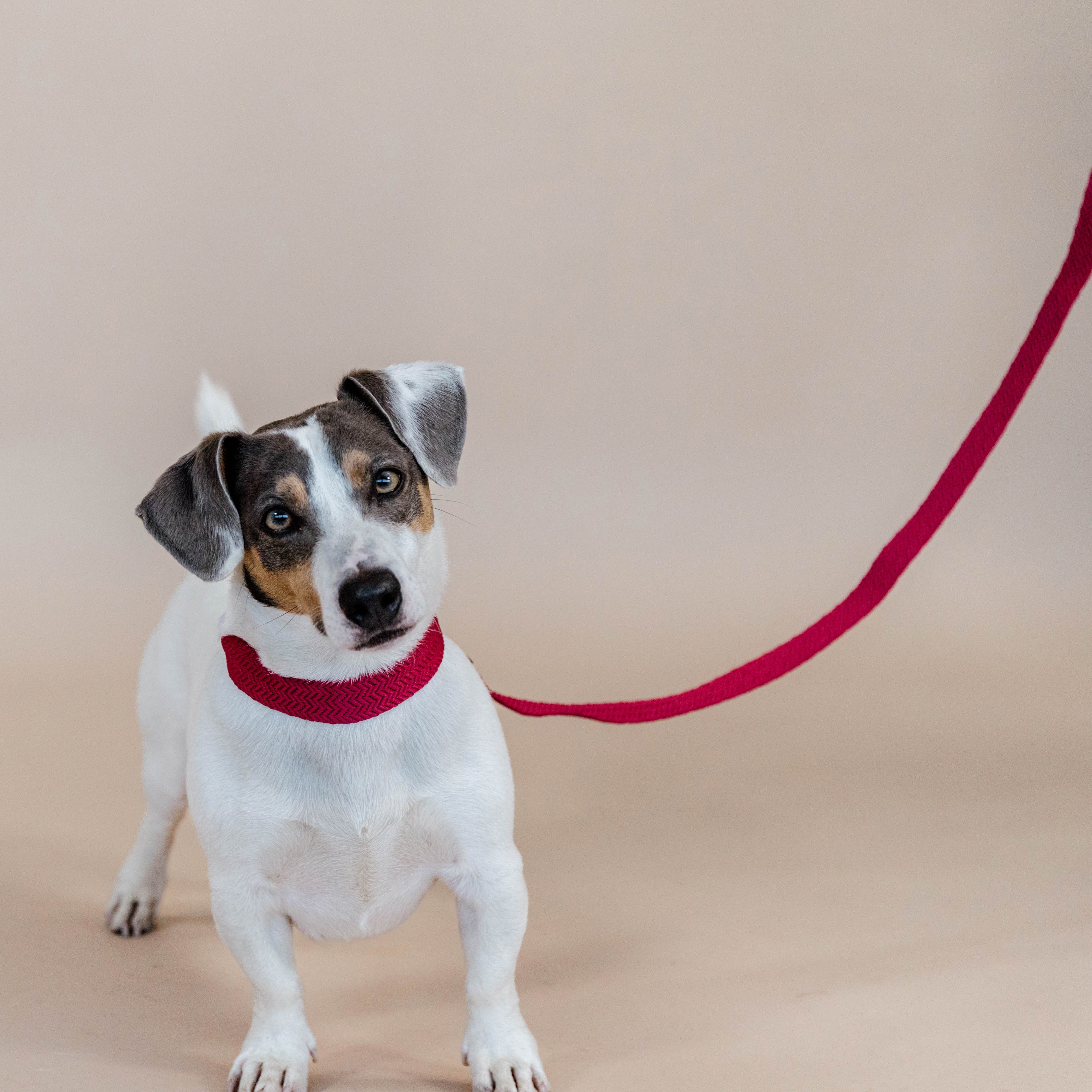Hunde Halsband Jacquard