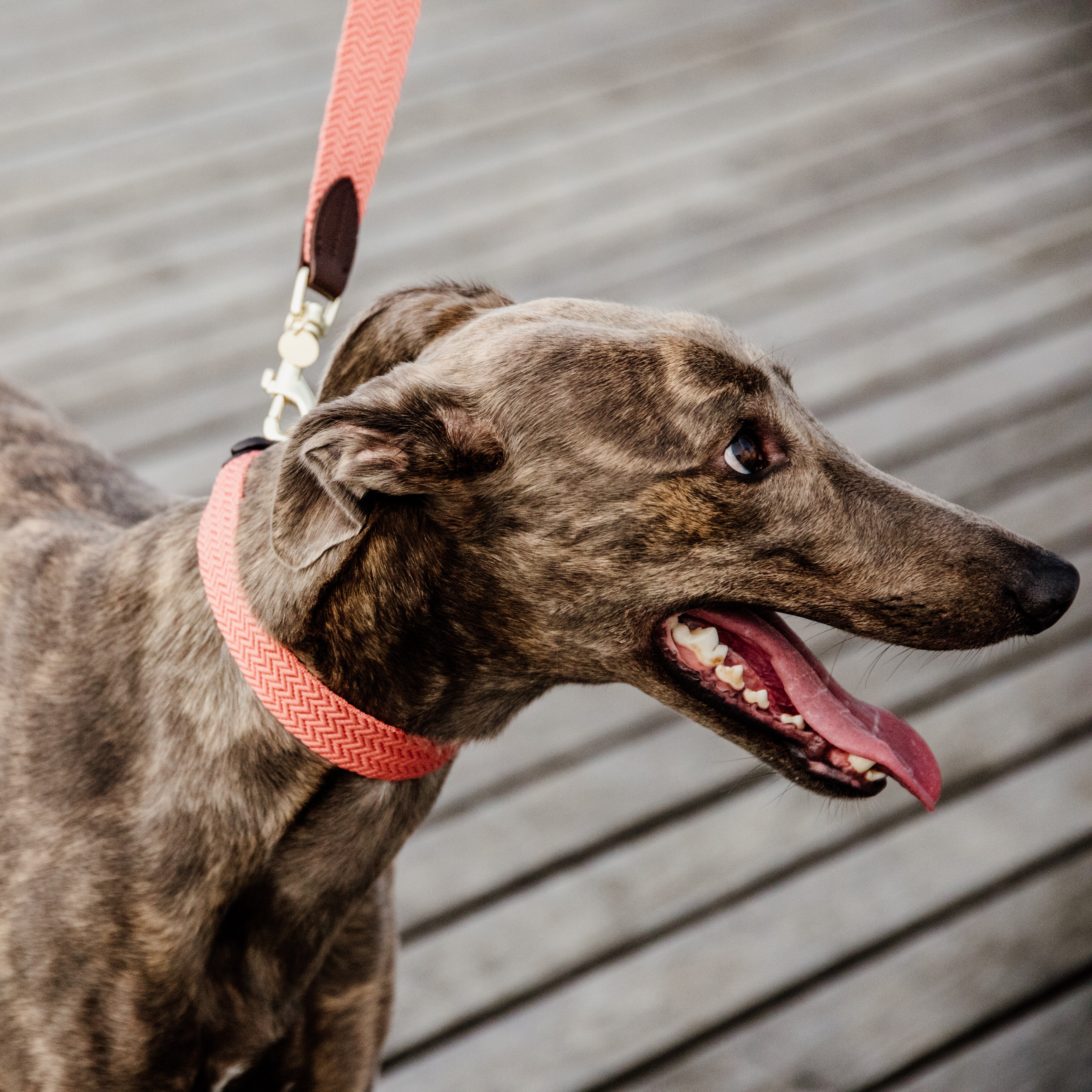 Hunde Halsband Jacquard