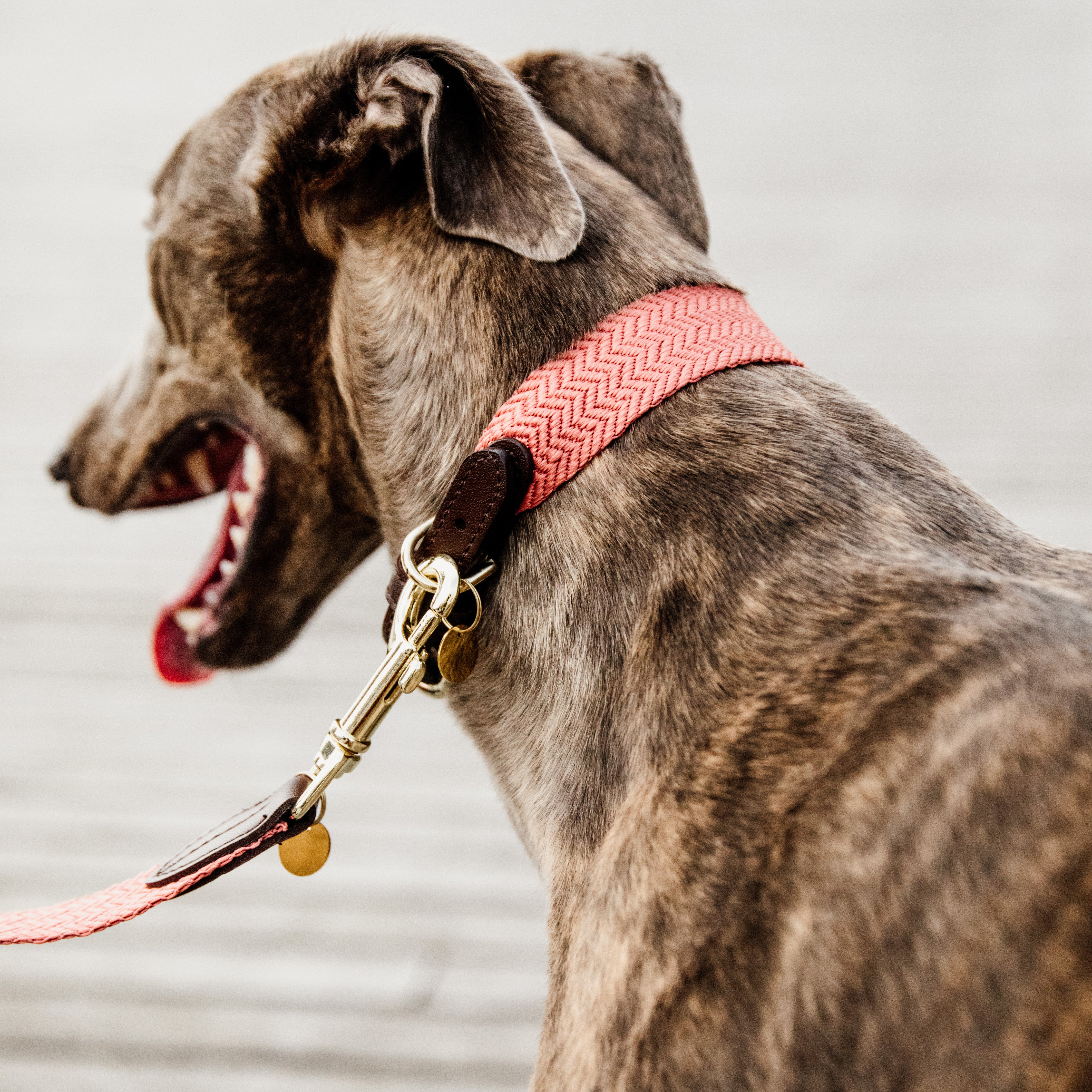 Hunde Halsband Jacquard