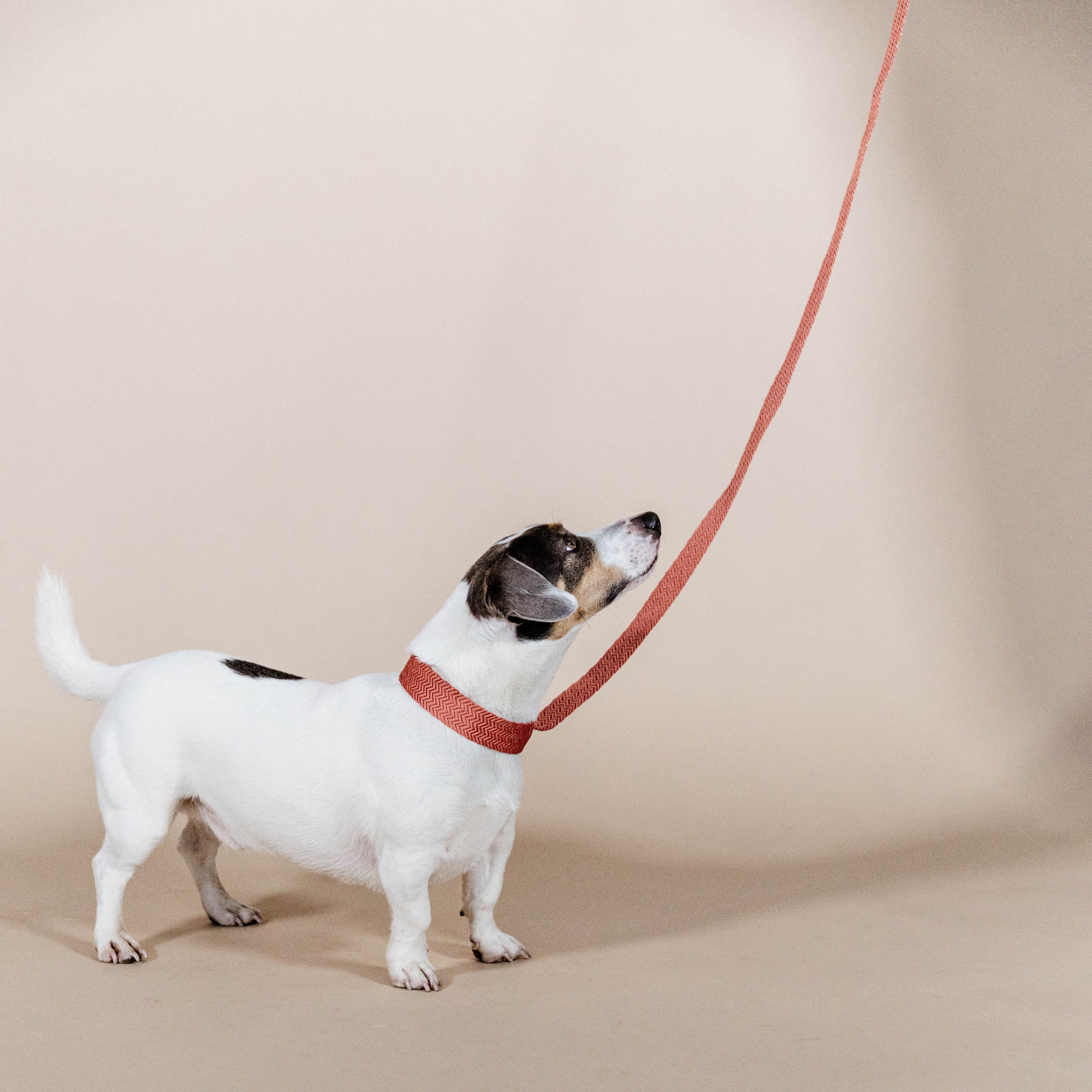 Hunde Halsband Jacquard