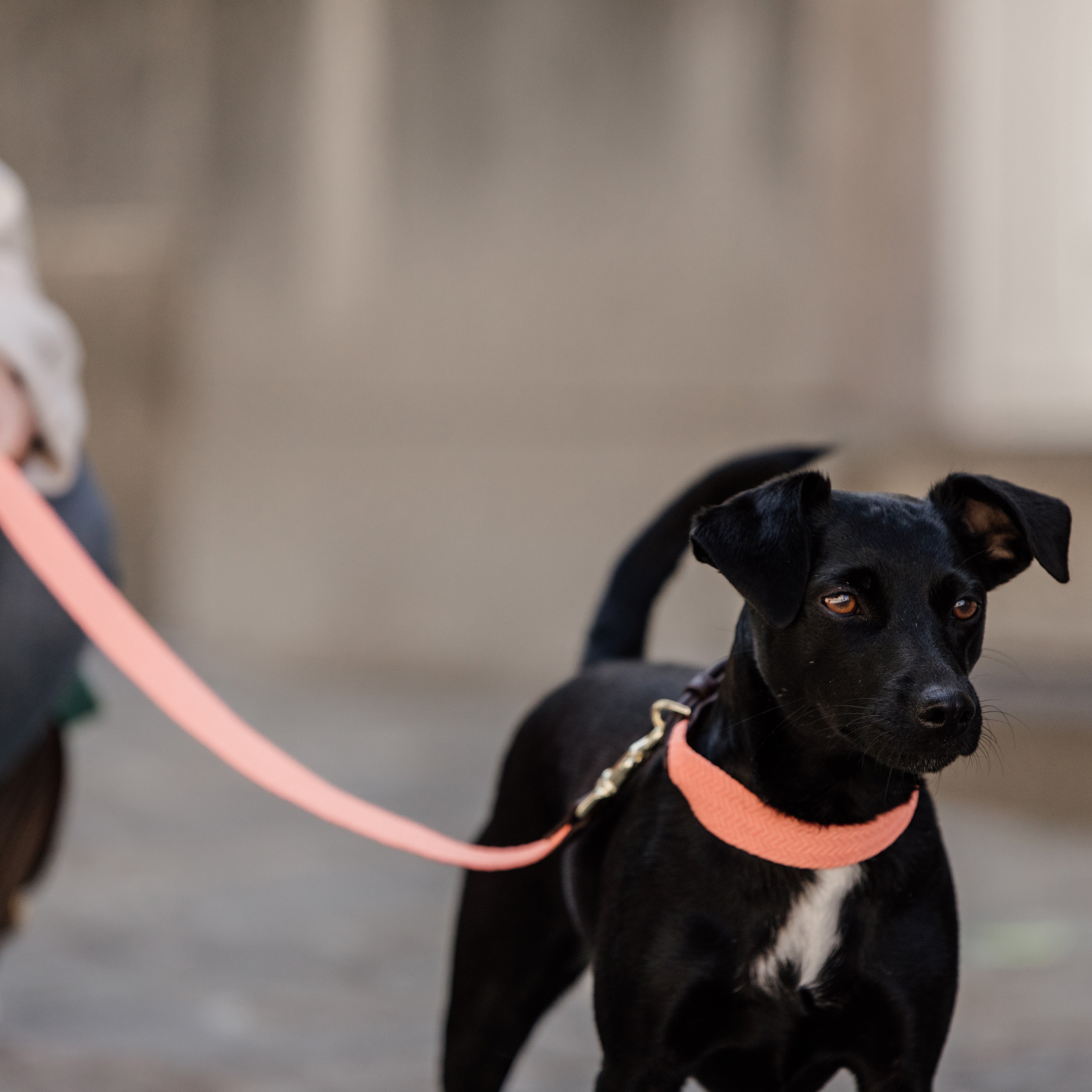 Hunde Halsband Jacquard