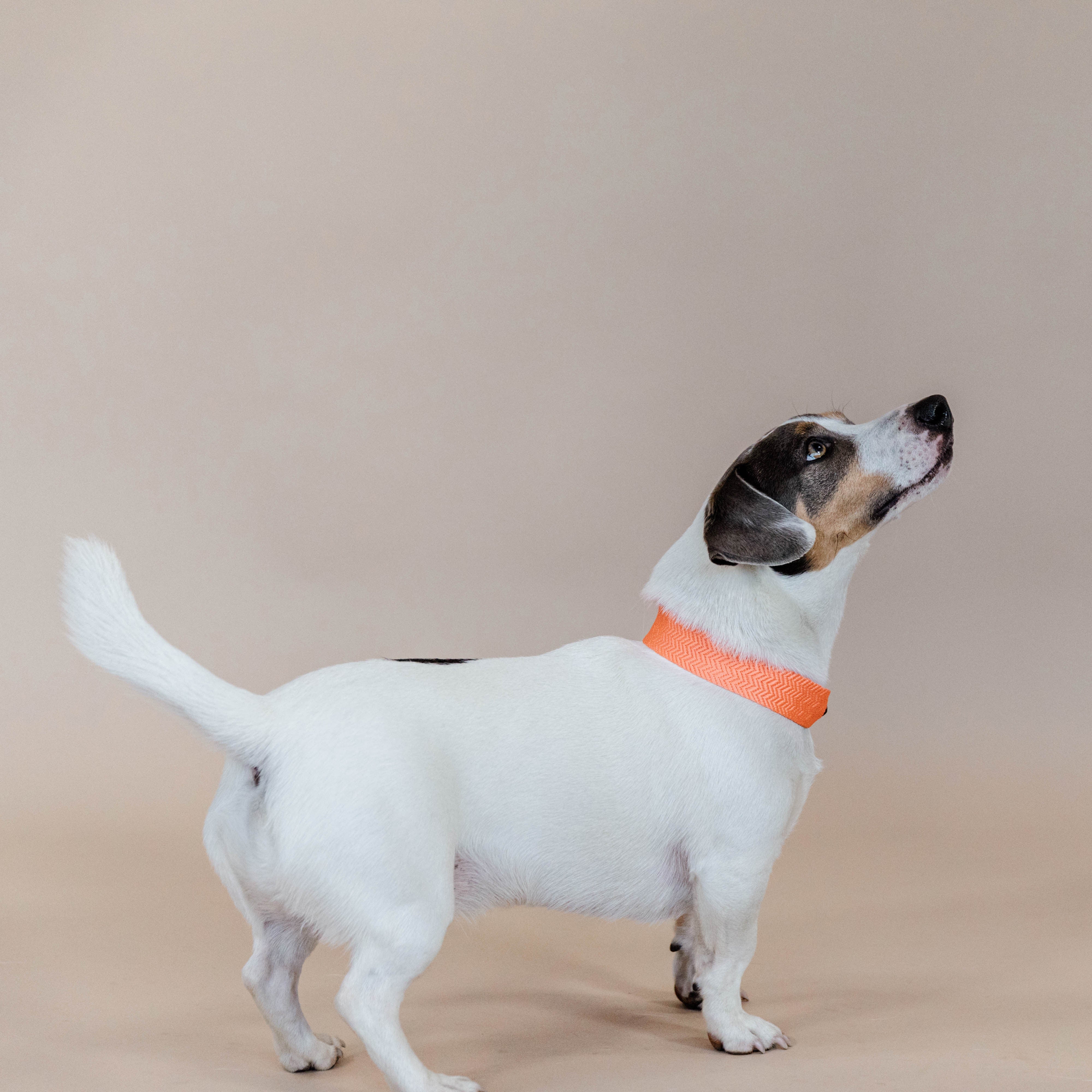 Hunde Halsband Jacquard