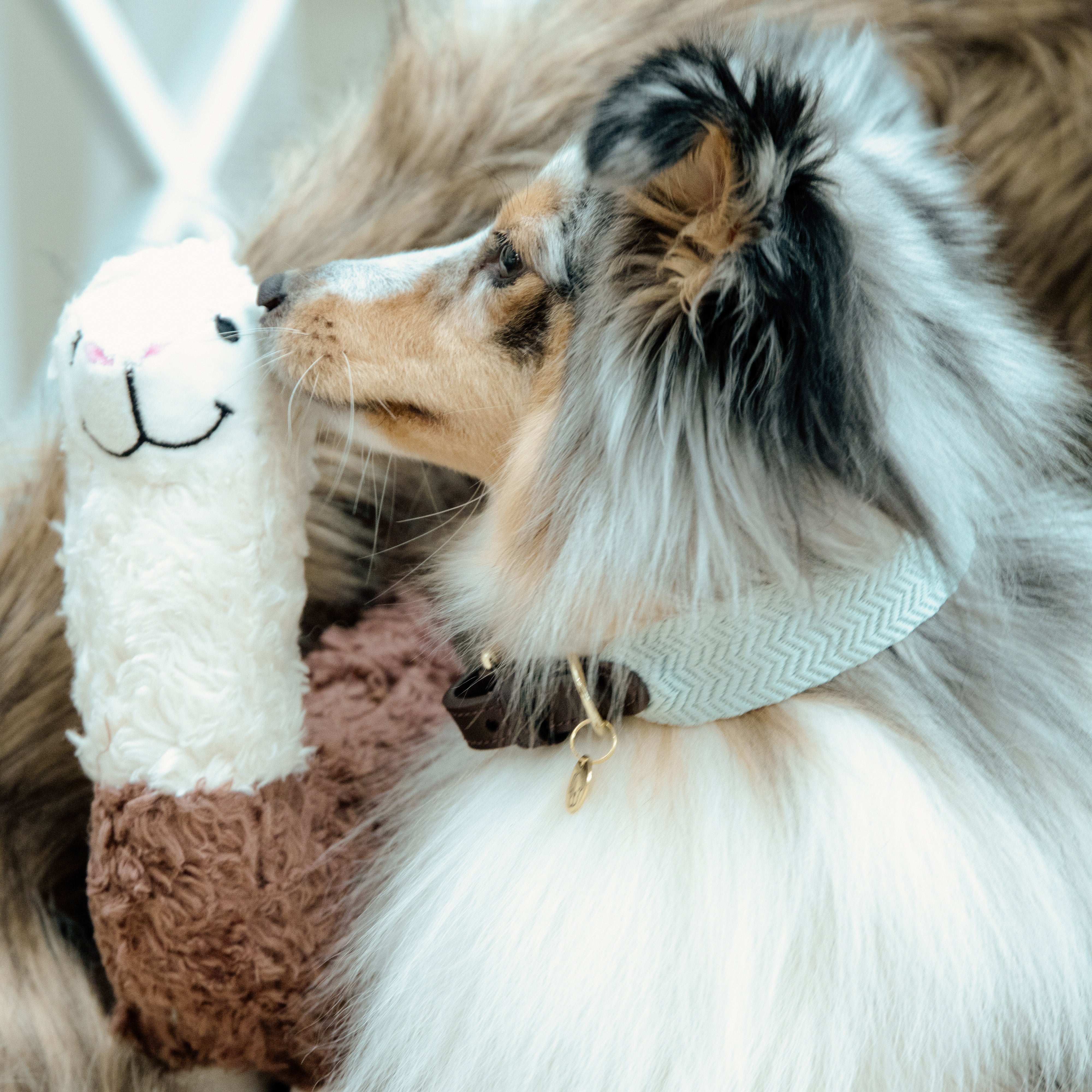 Hunde Halsband Jacquard