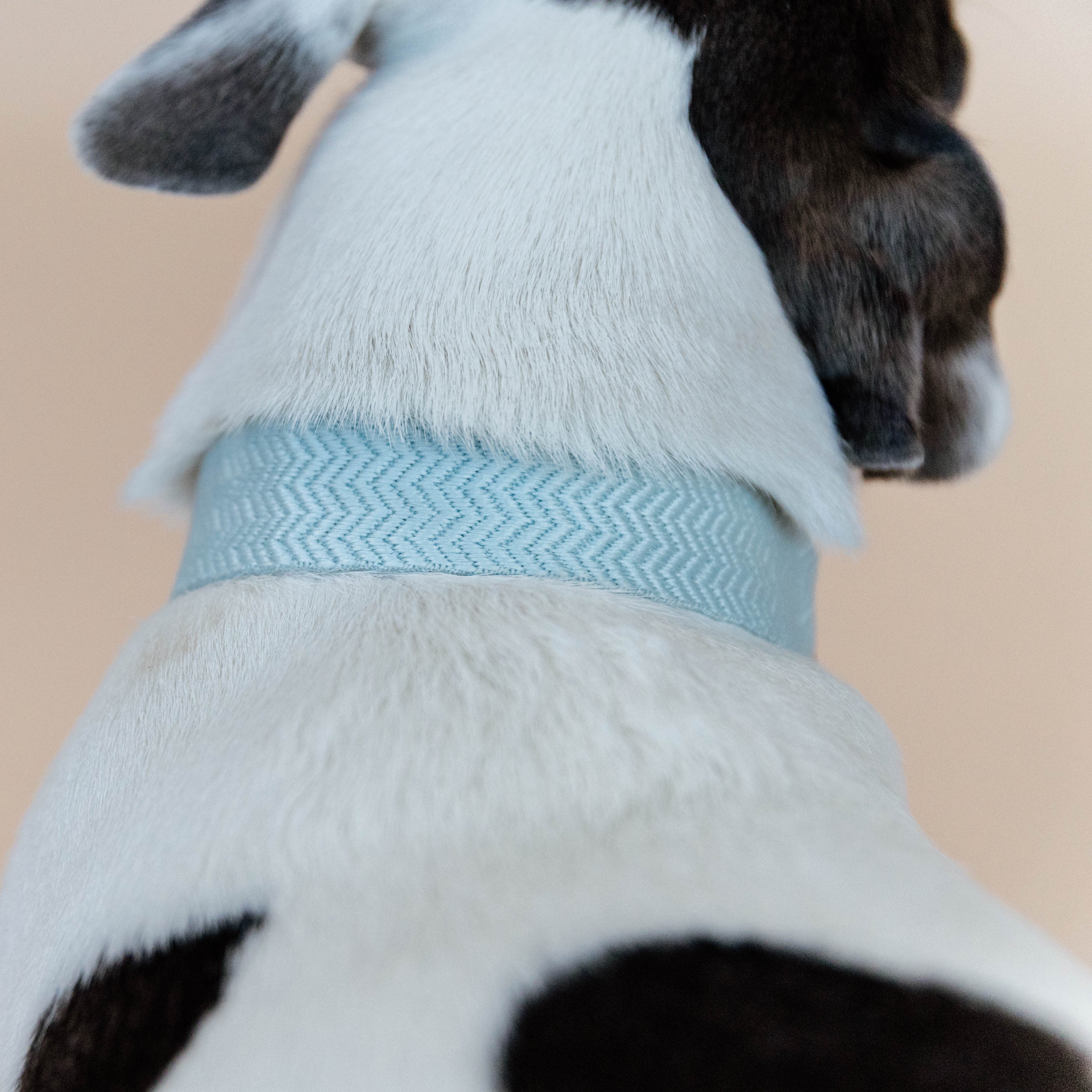 Hunde Halsband Jacquard