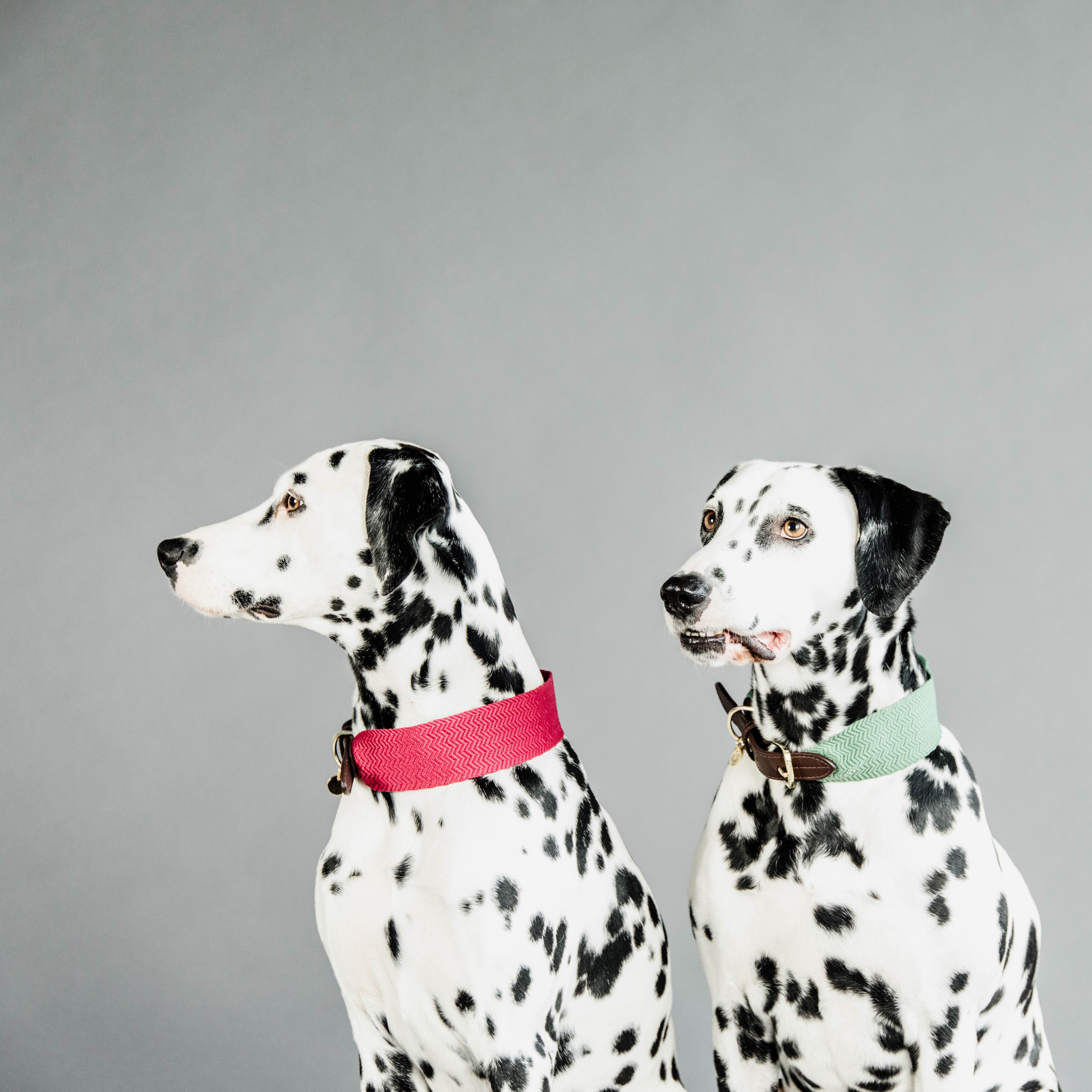 Hunde Halsband Jacquard