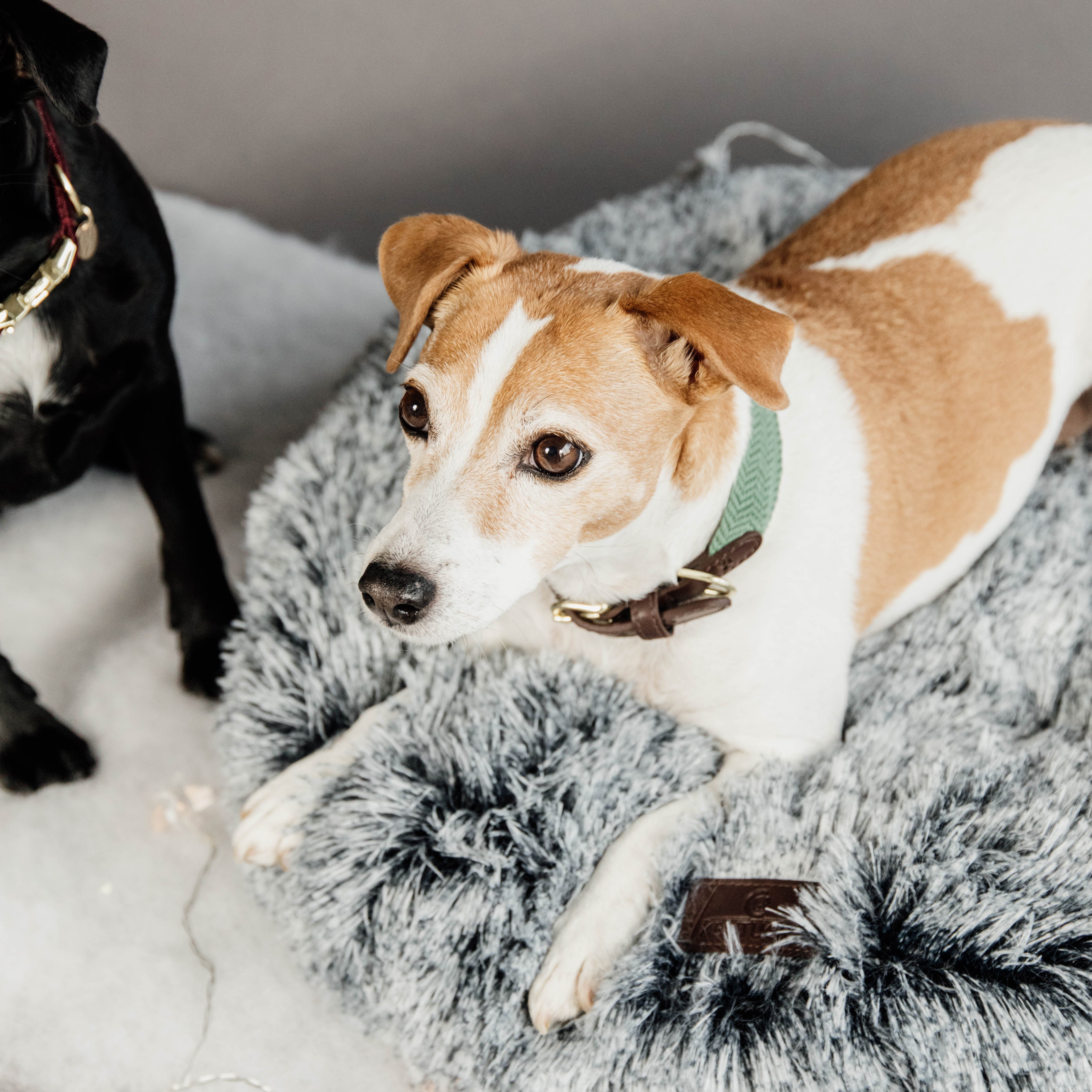 Hunde Halsband Jacquard