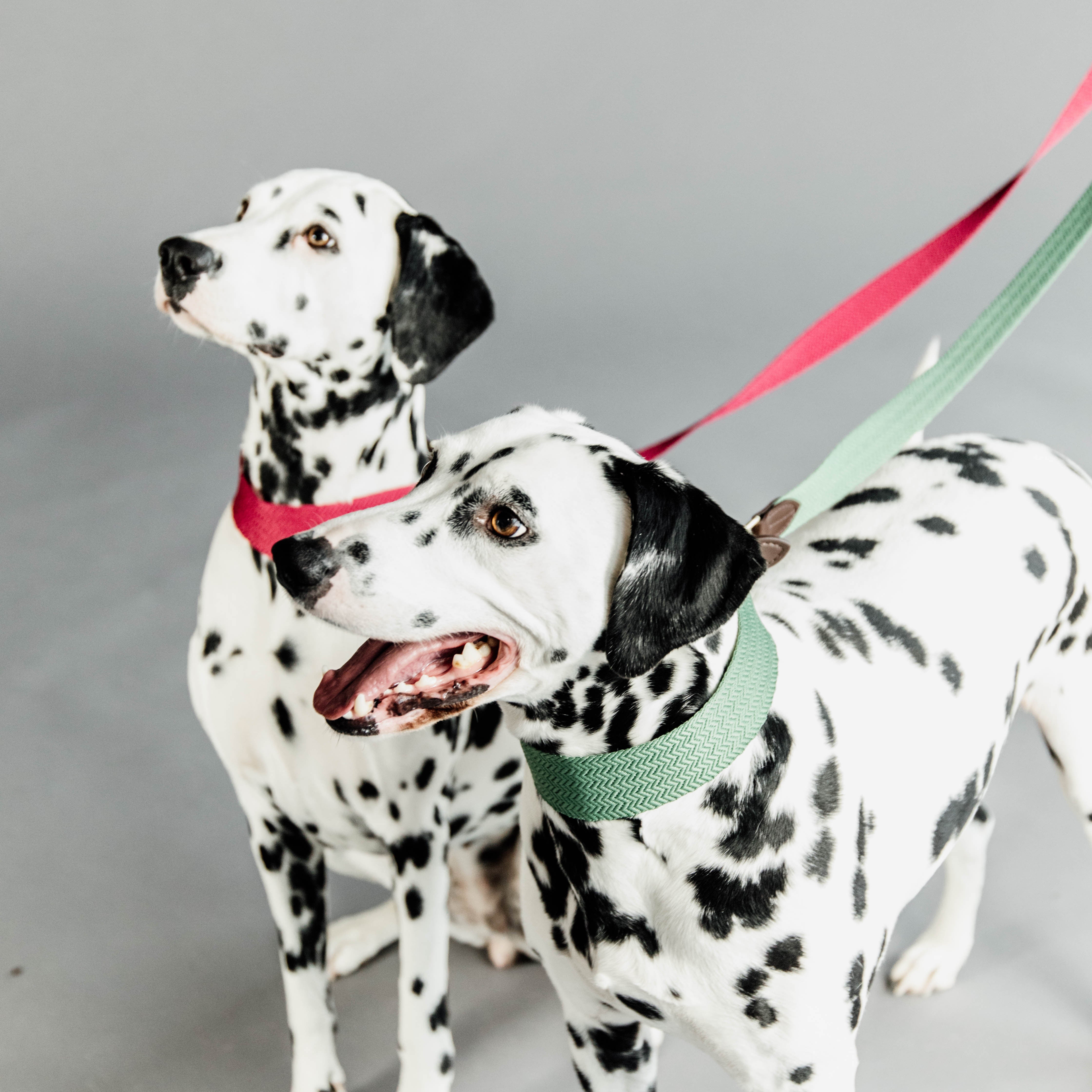 Hunde Leine Jacquard