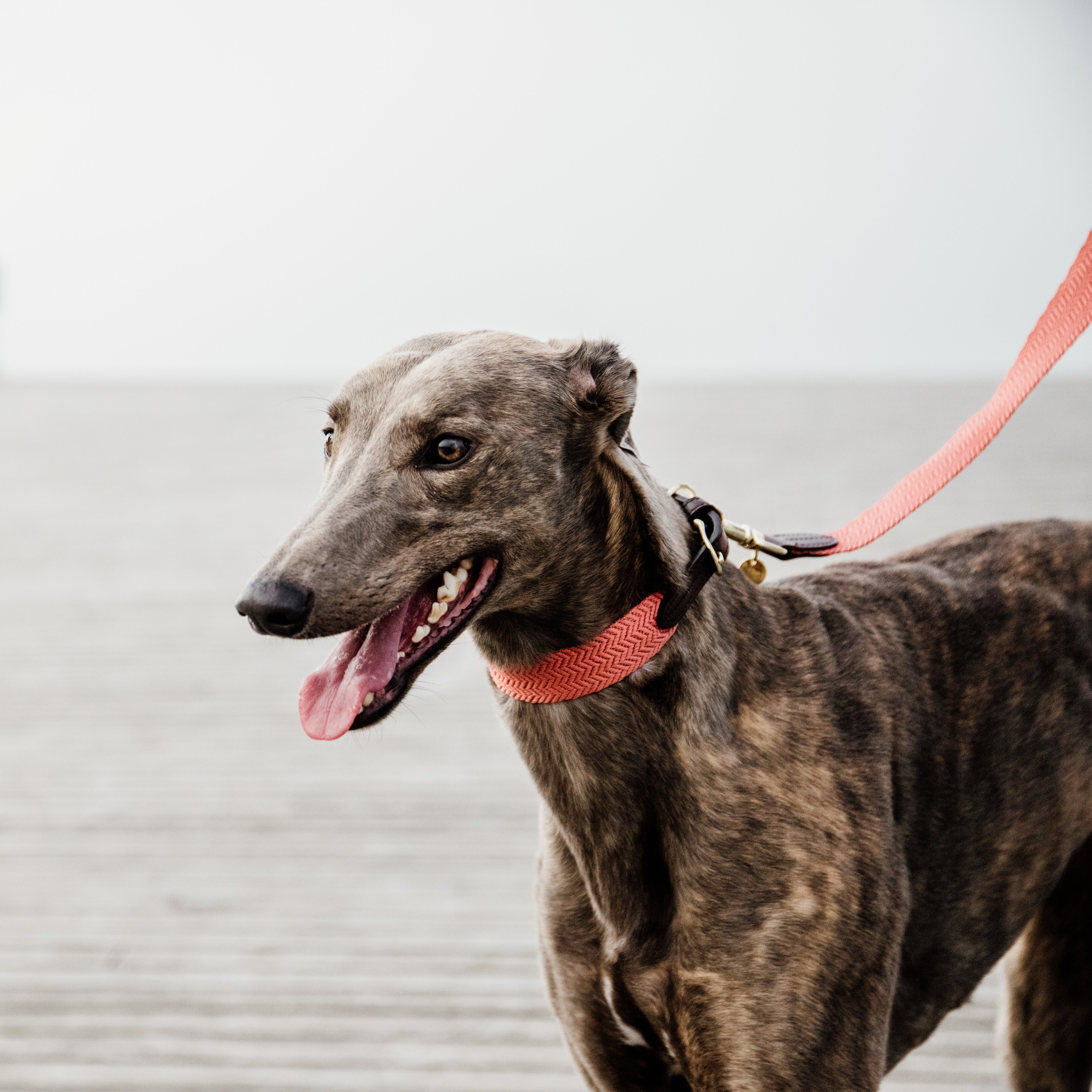Hunde Leine Jacquard
