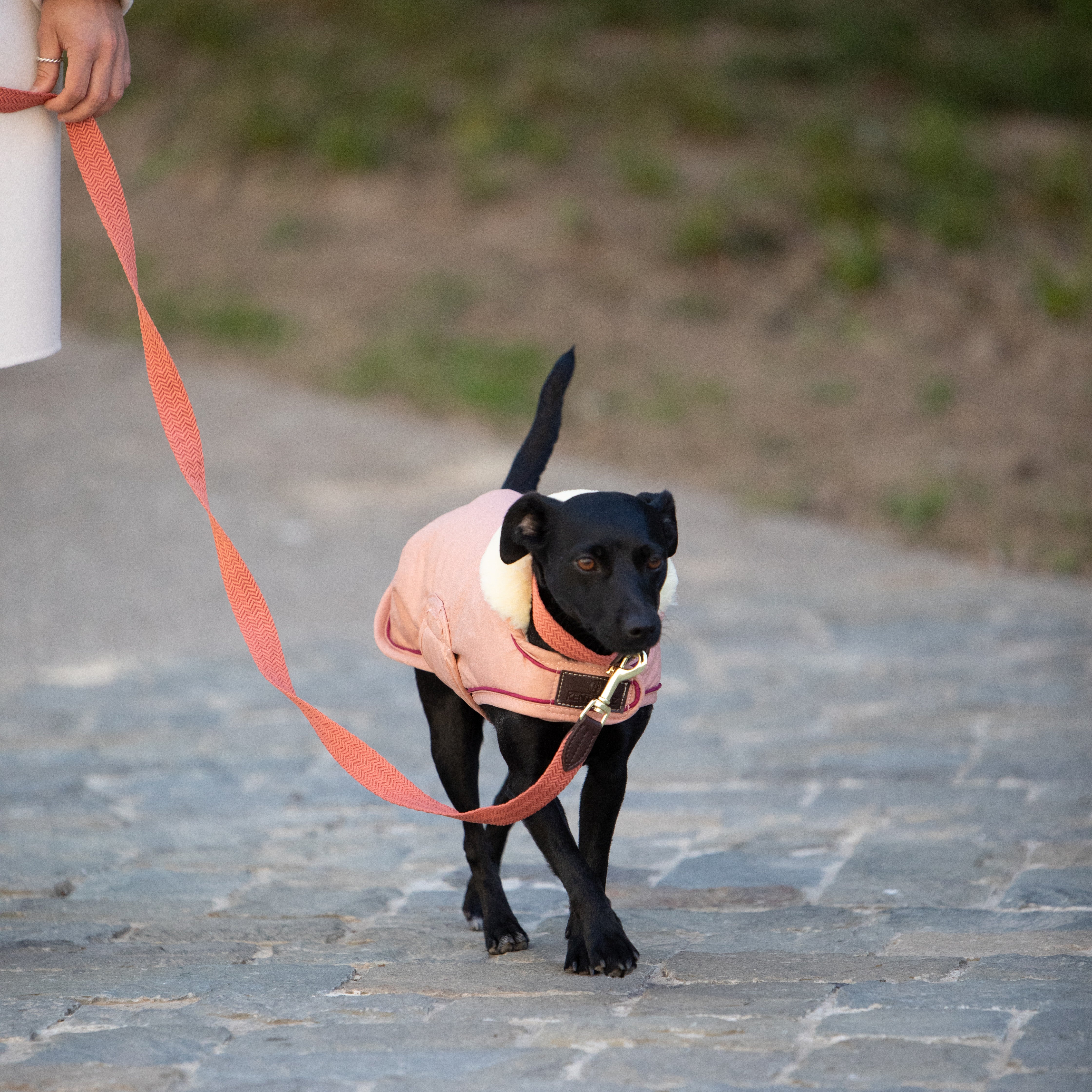 Hunde Leine Jacquard