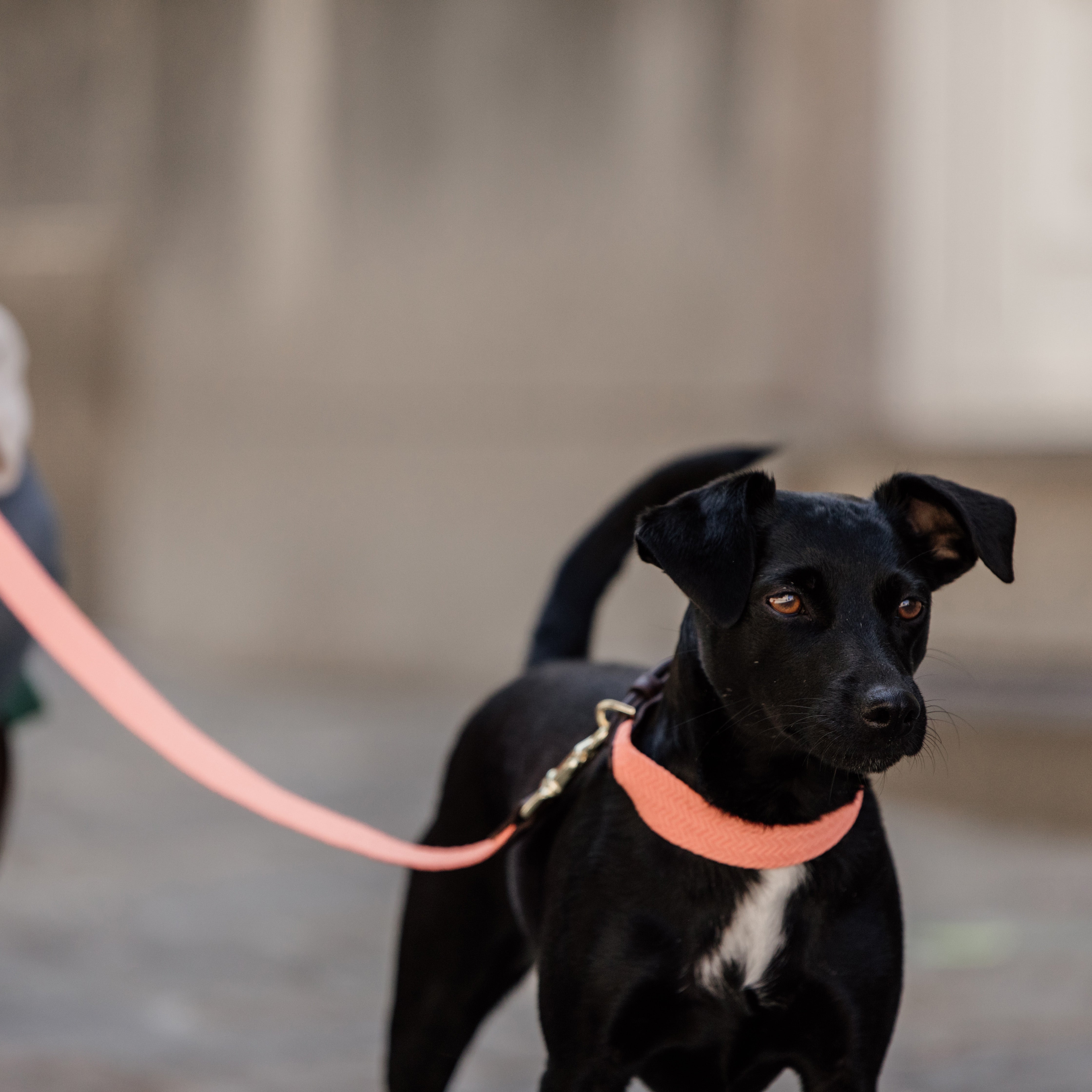 Hunde Leine Jacquard