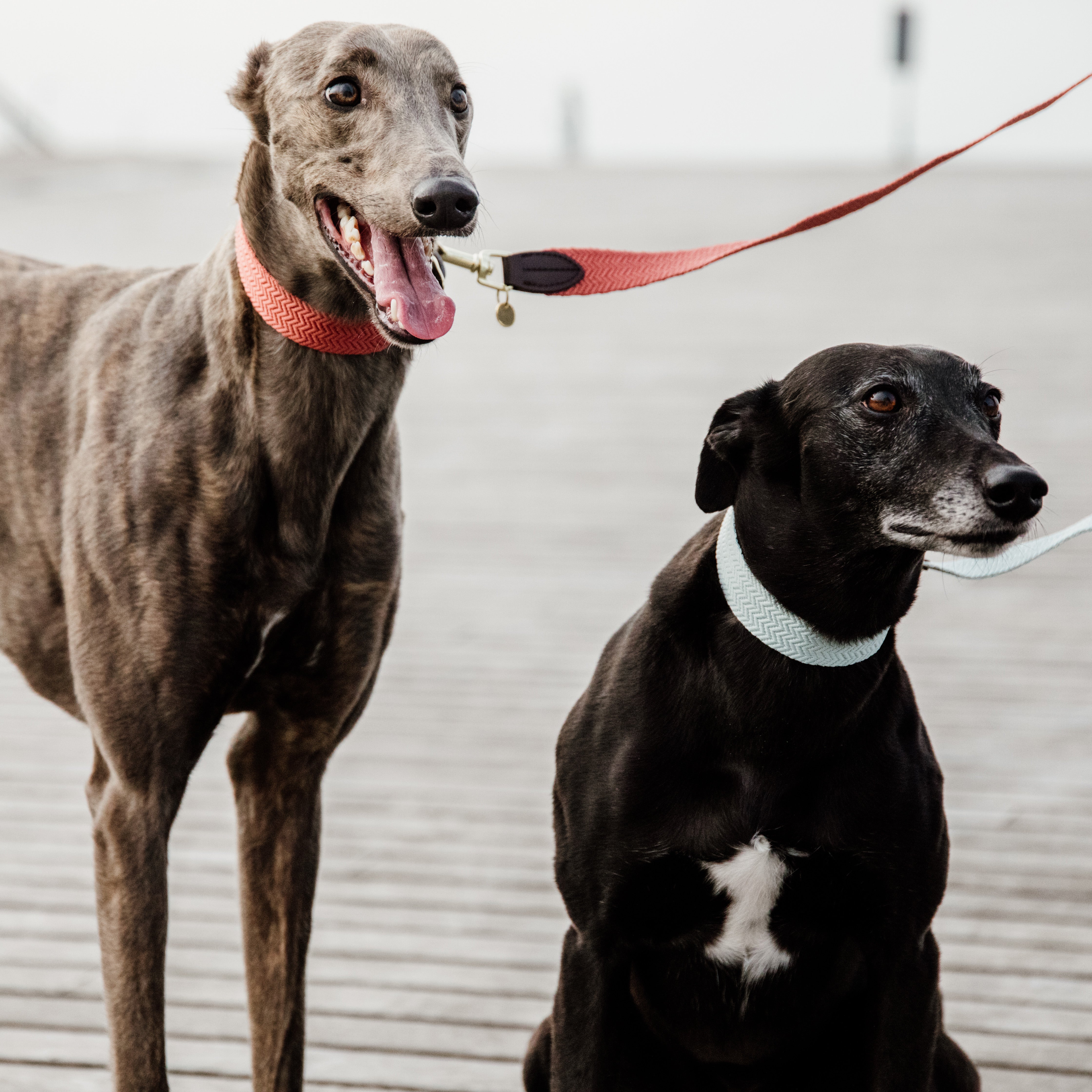 Hunde Leine Jacquard