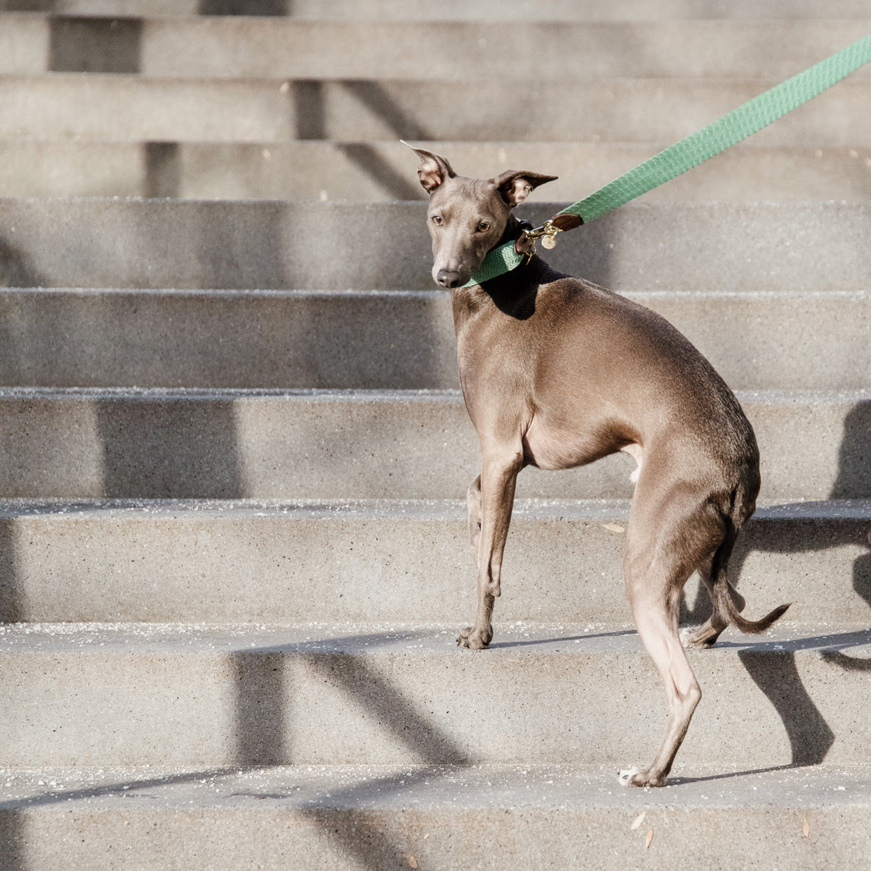 Hunde Leine Jacquard