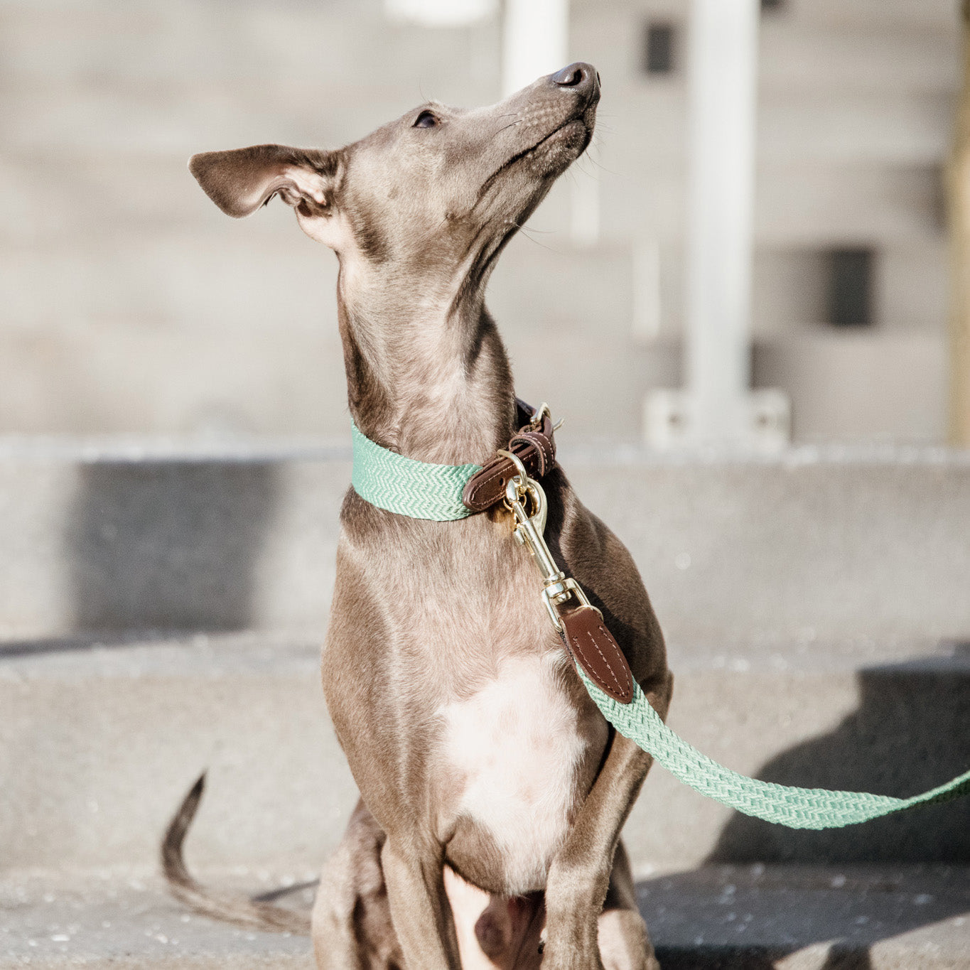 Hunde Leine Jacquard
