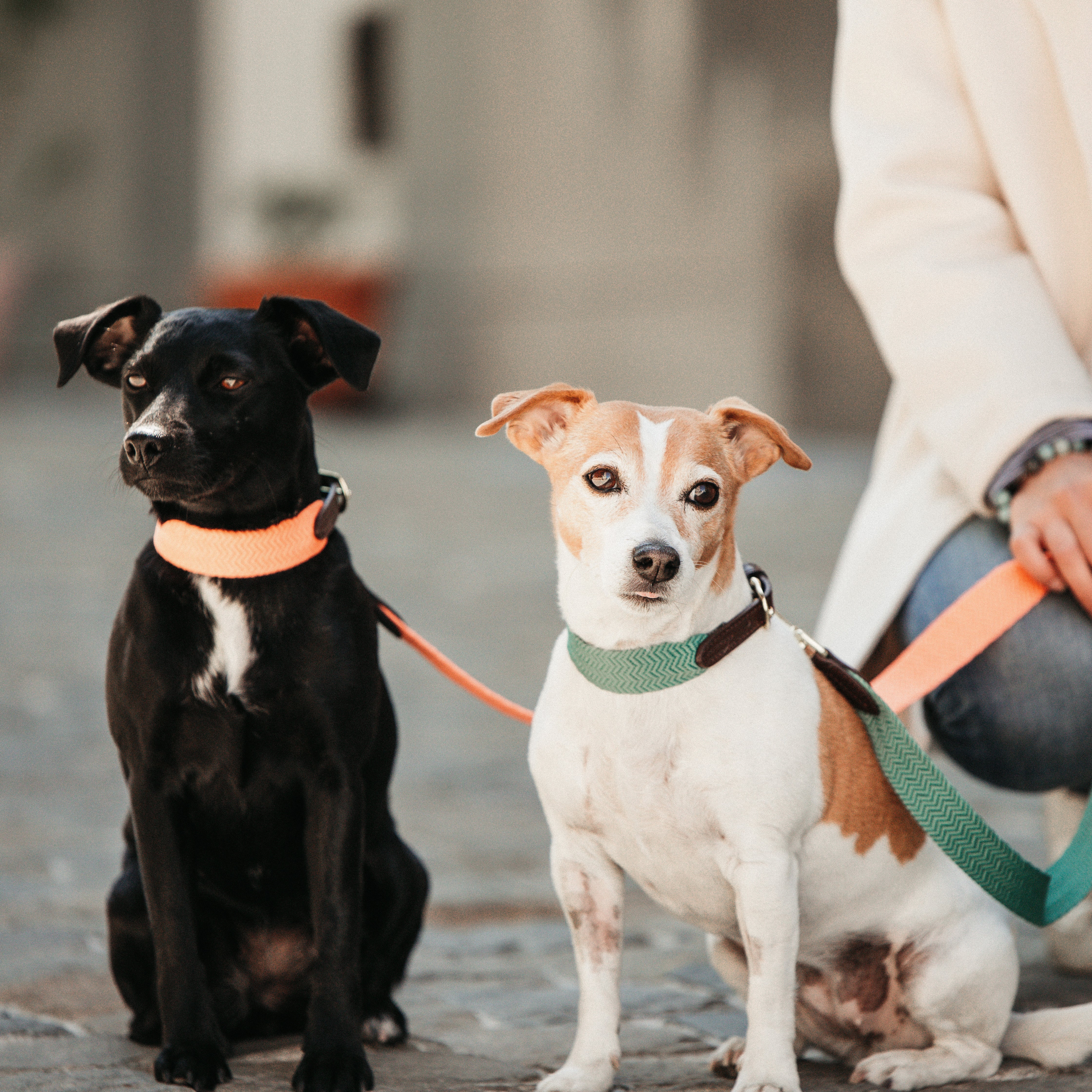 Hunde Leine Jacquard