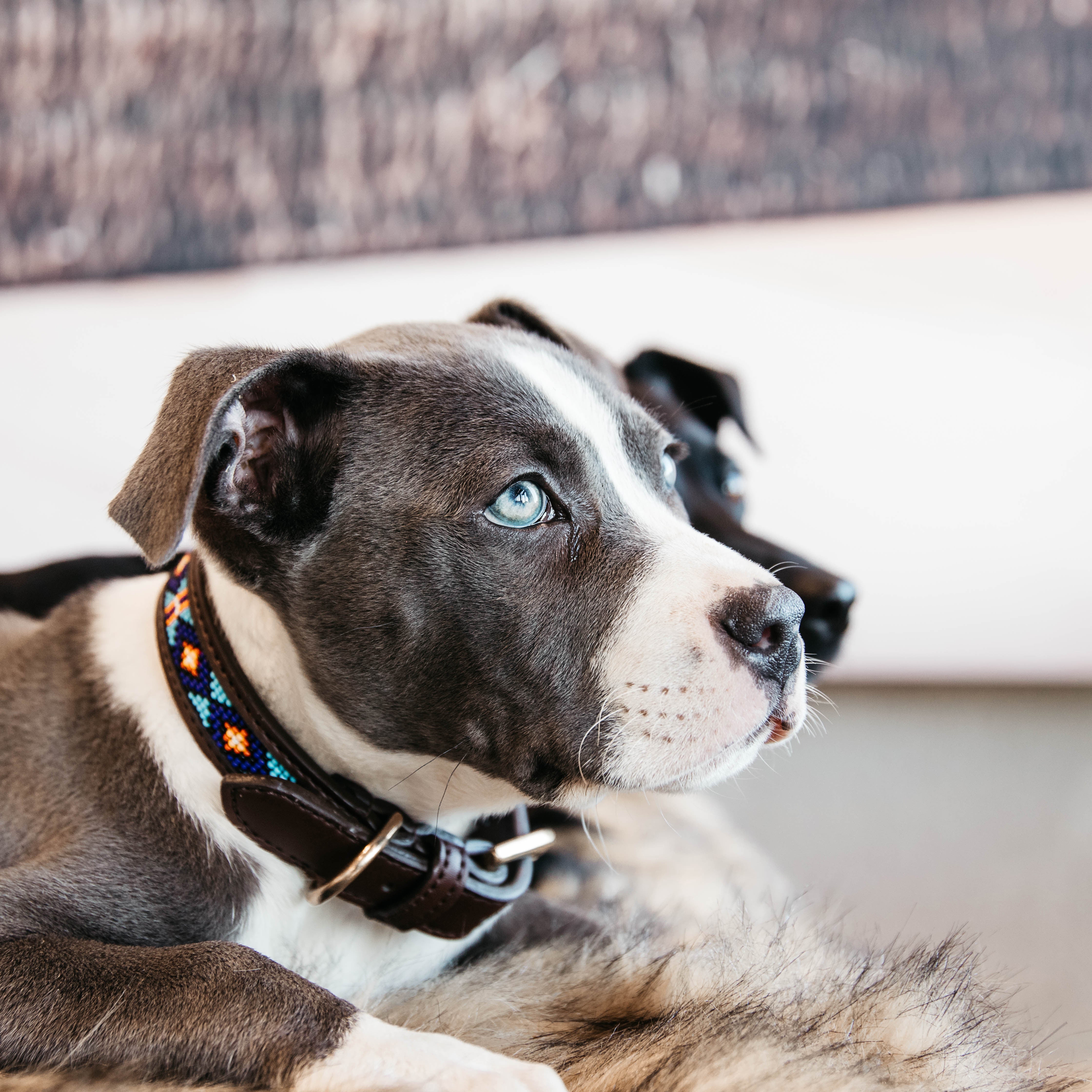Hunde Halsband Handgemacht Perlen