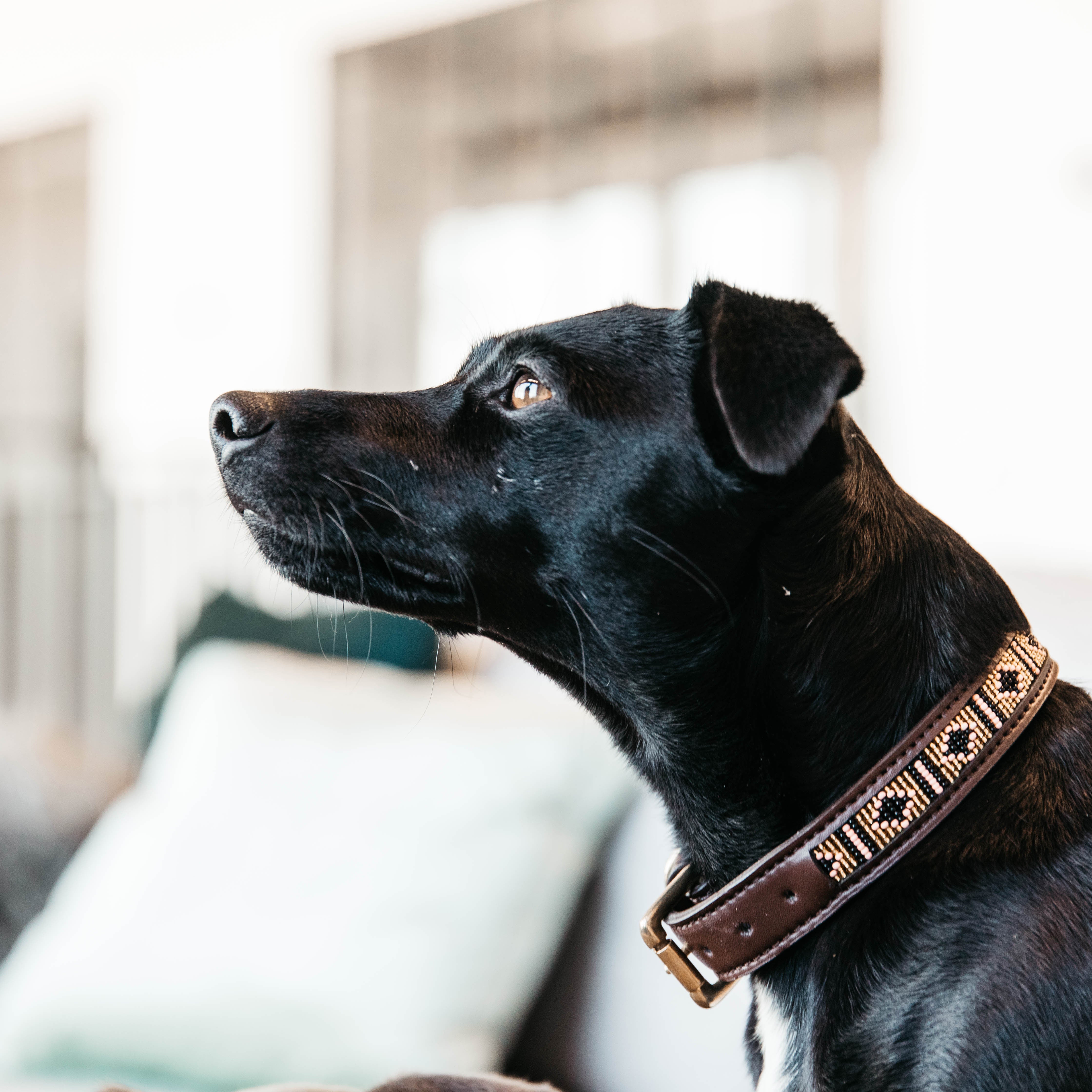Hunde Halsband Handgemacht Perlen