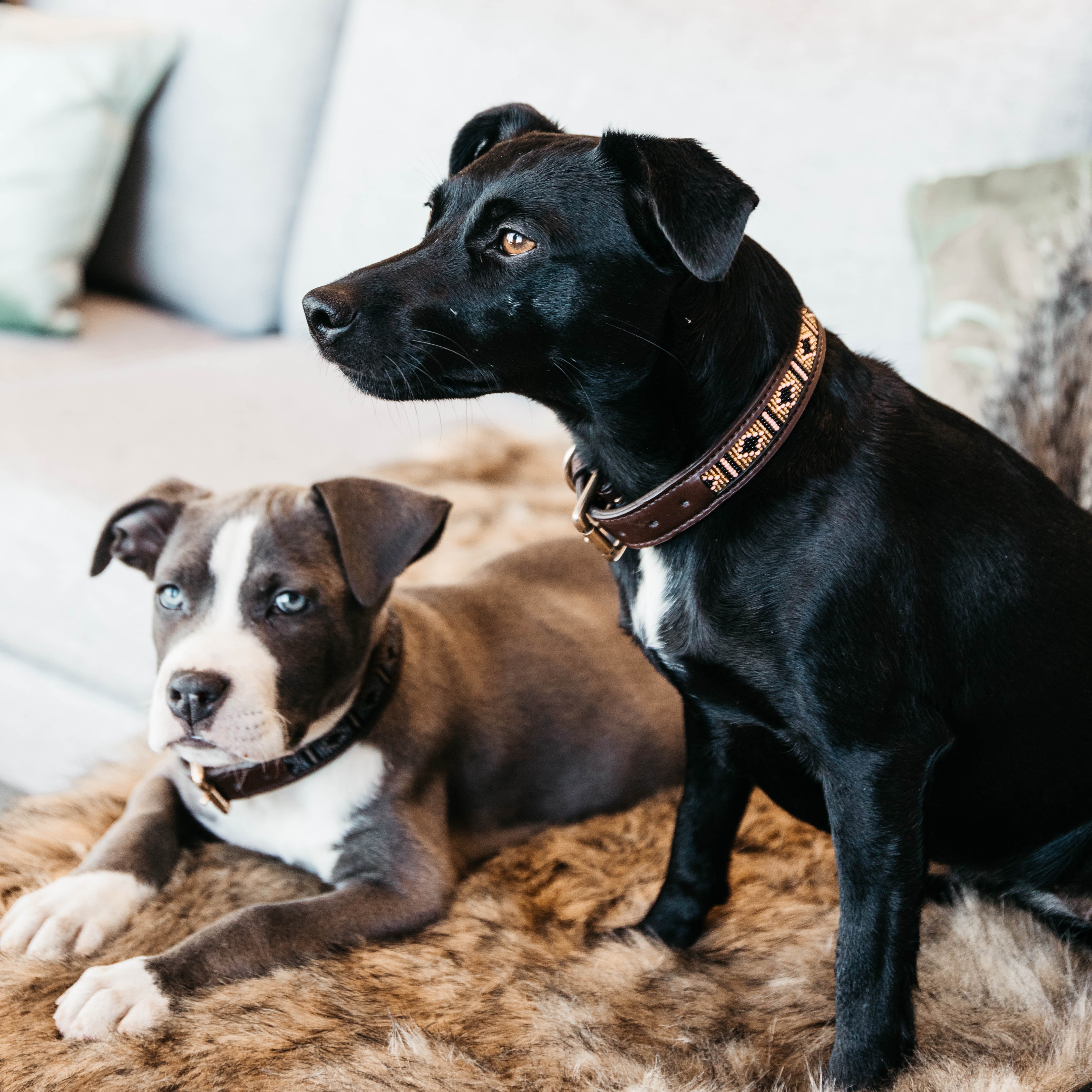 Hunde Halsband Handgemacht Perlen