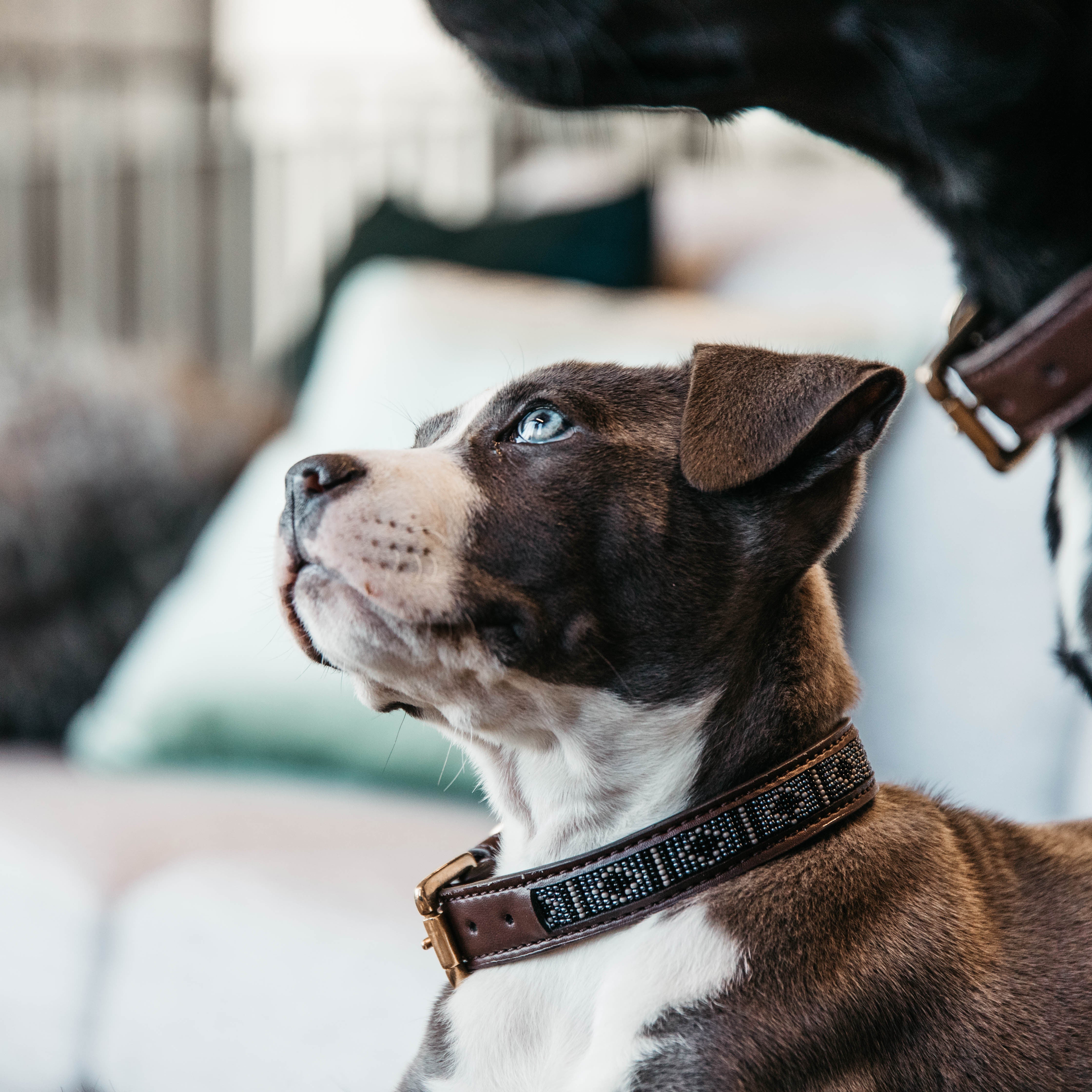Hunde Halsband Handgemacht Perlen
