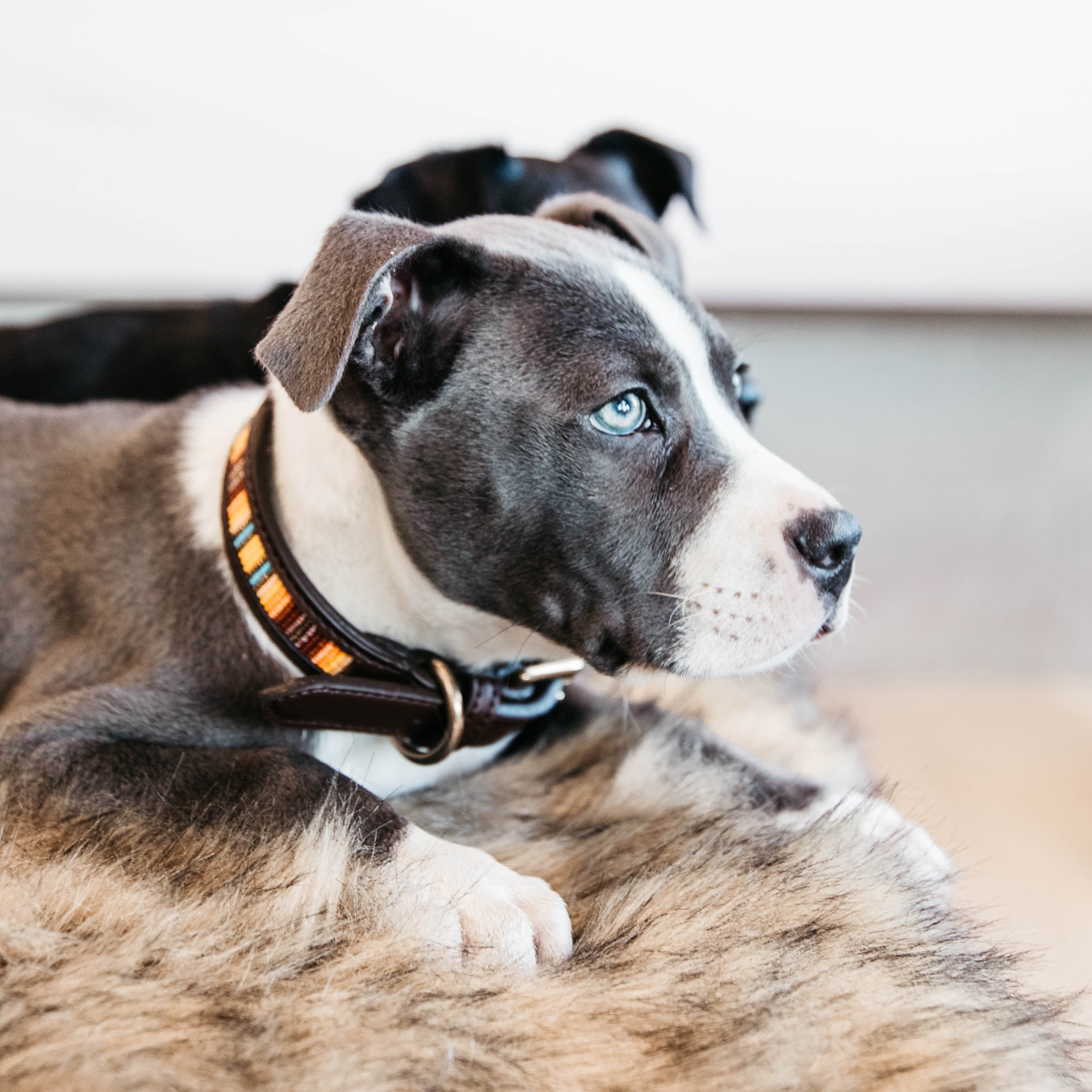 Hunde Halsband Handgemacht Perlen