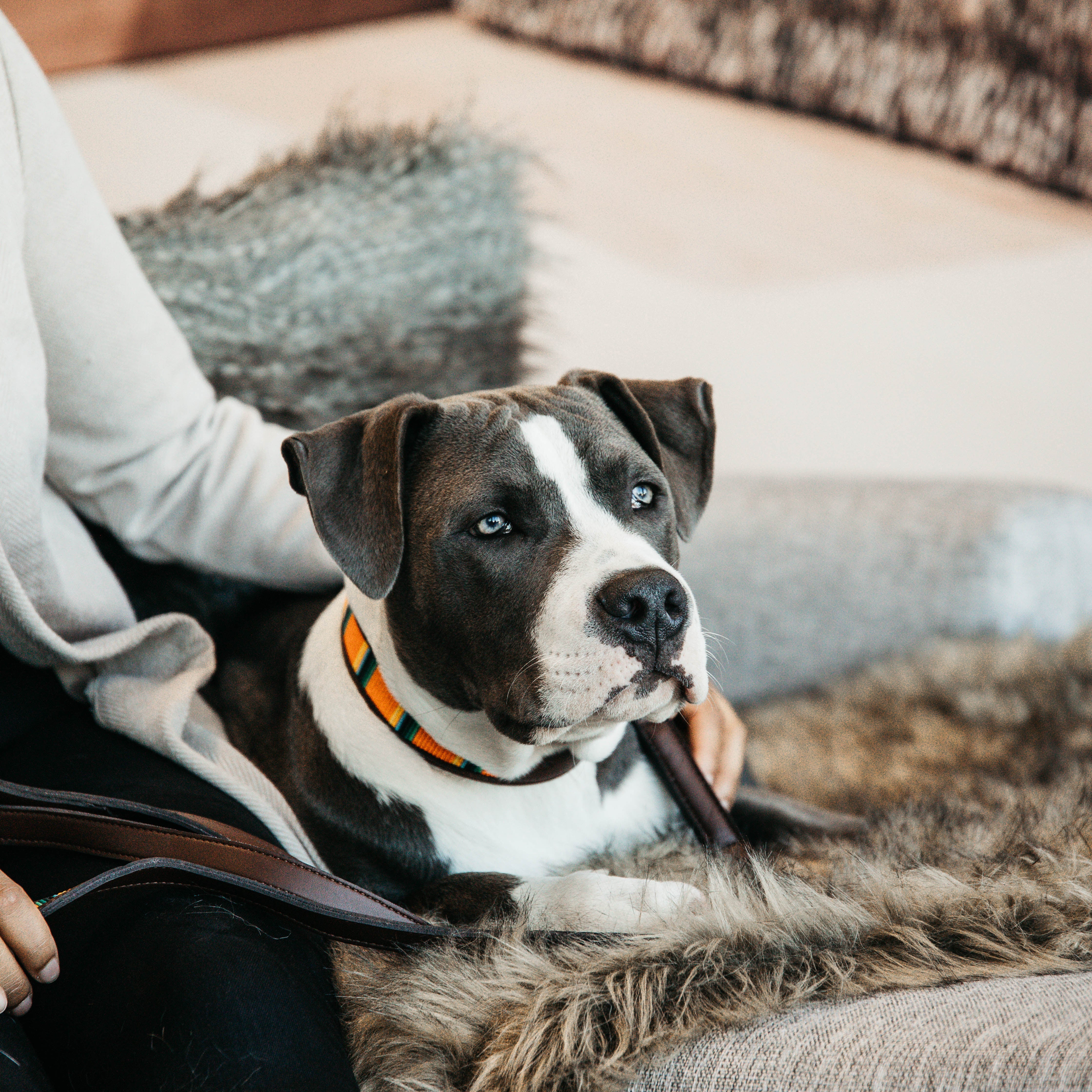 Hunde Halsband Handgemacht Perlen