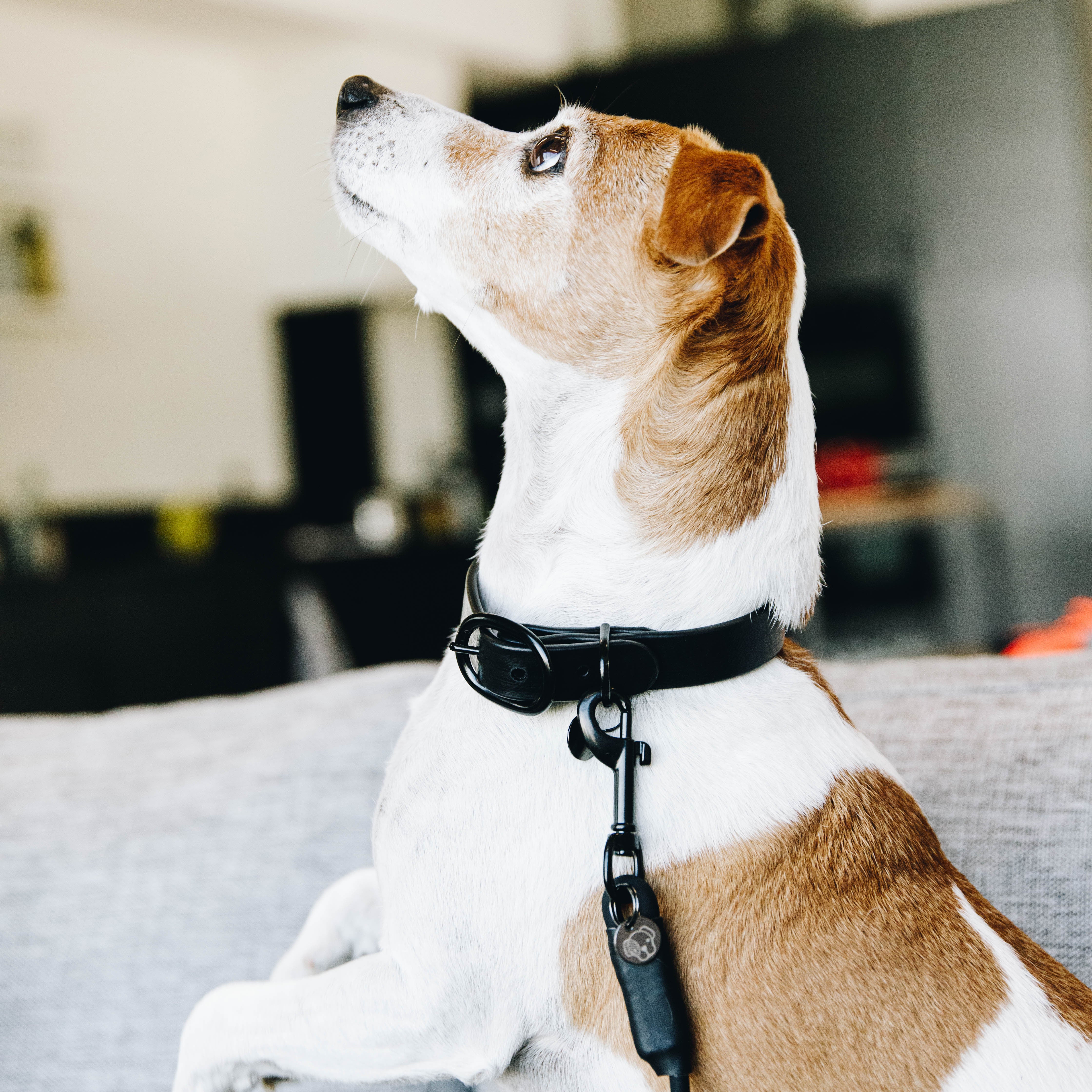 Hundehalsband Weich Gummi