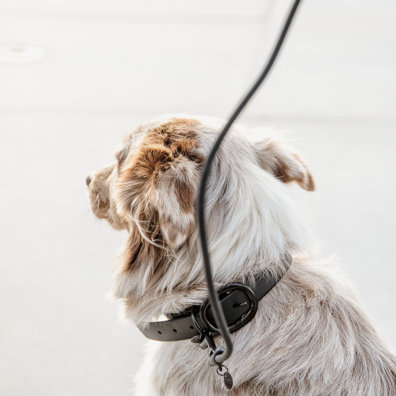 Hundehalsband Weich Gummi
