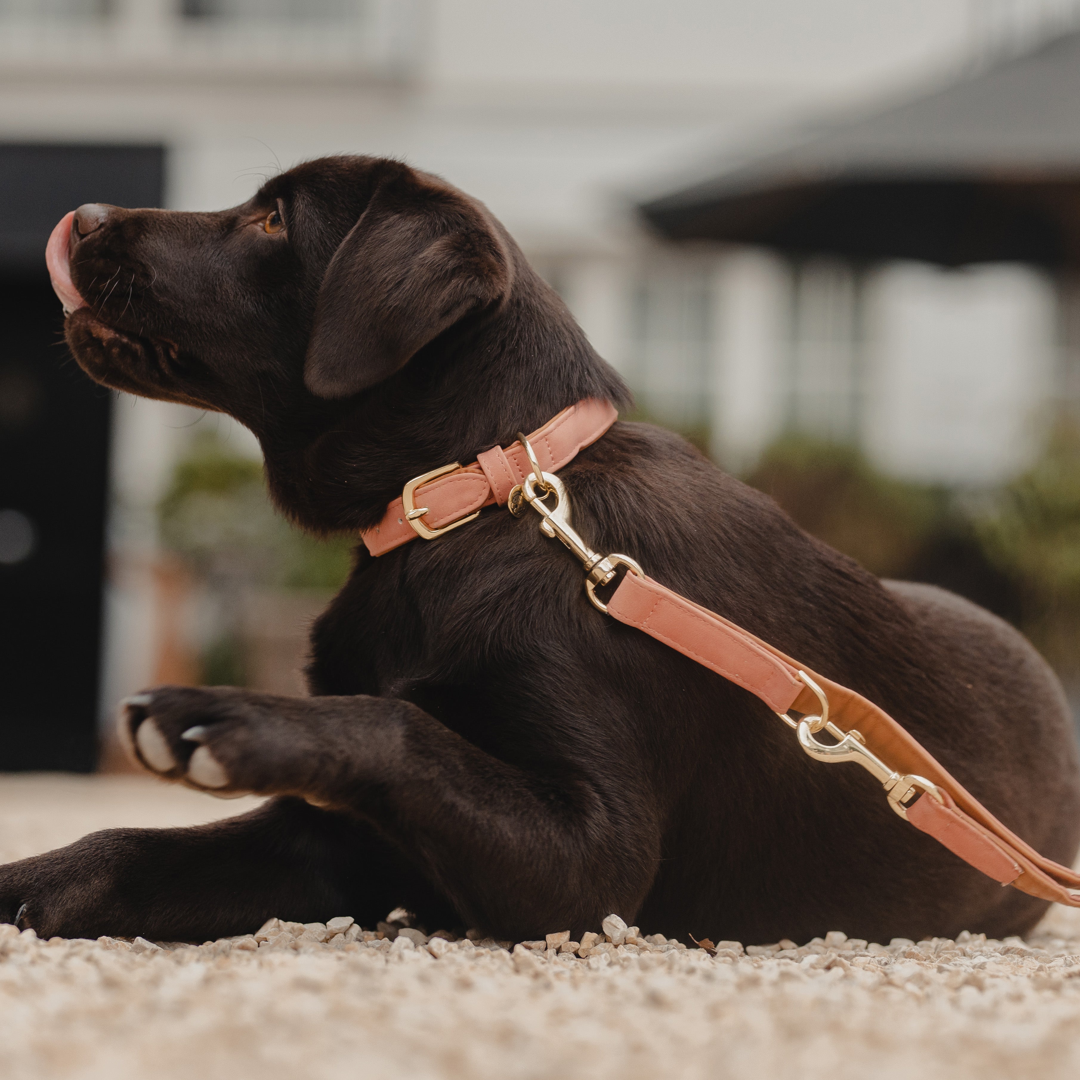 Hunde Halsband Vegan Leder