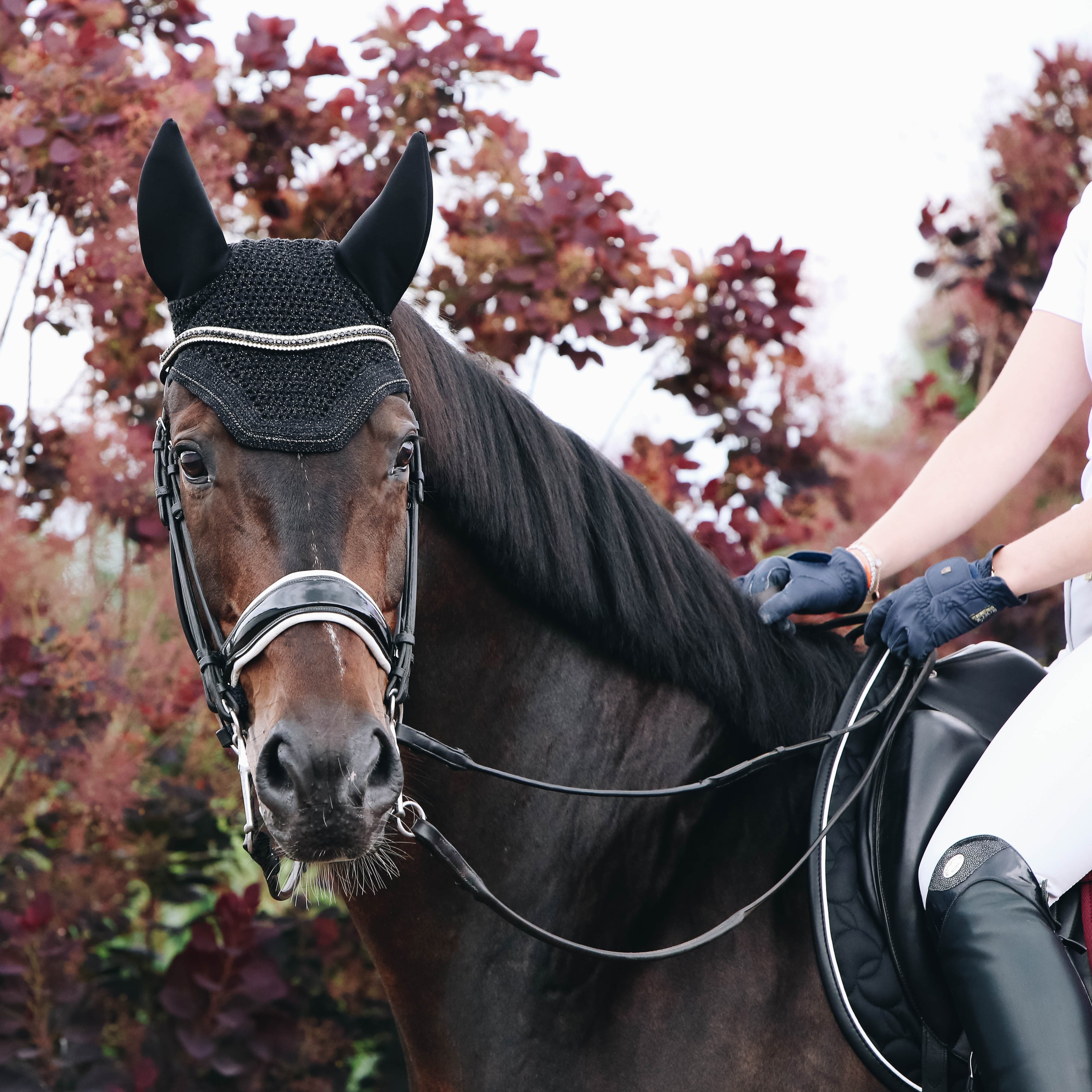 Fliegenhaube Wellington Sparkling