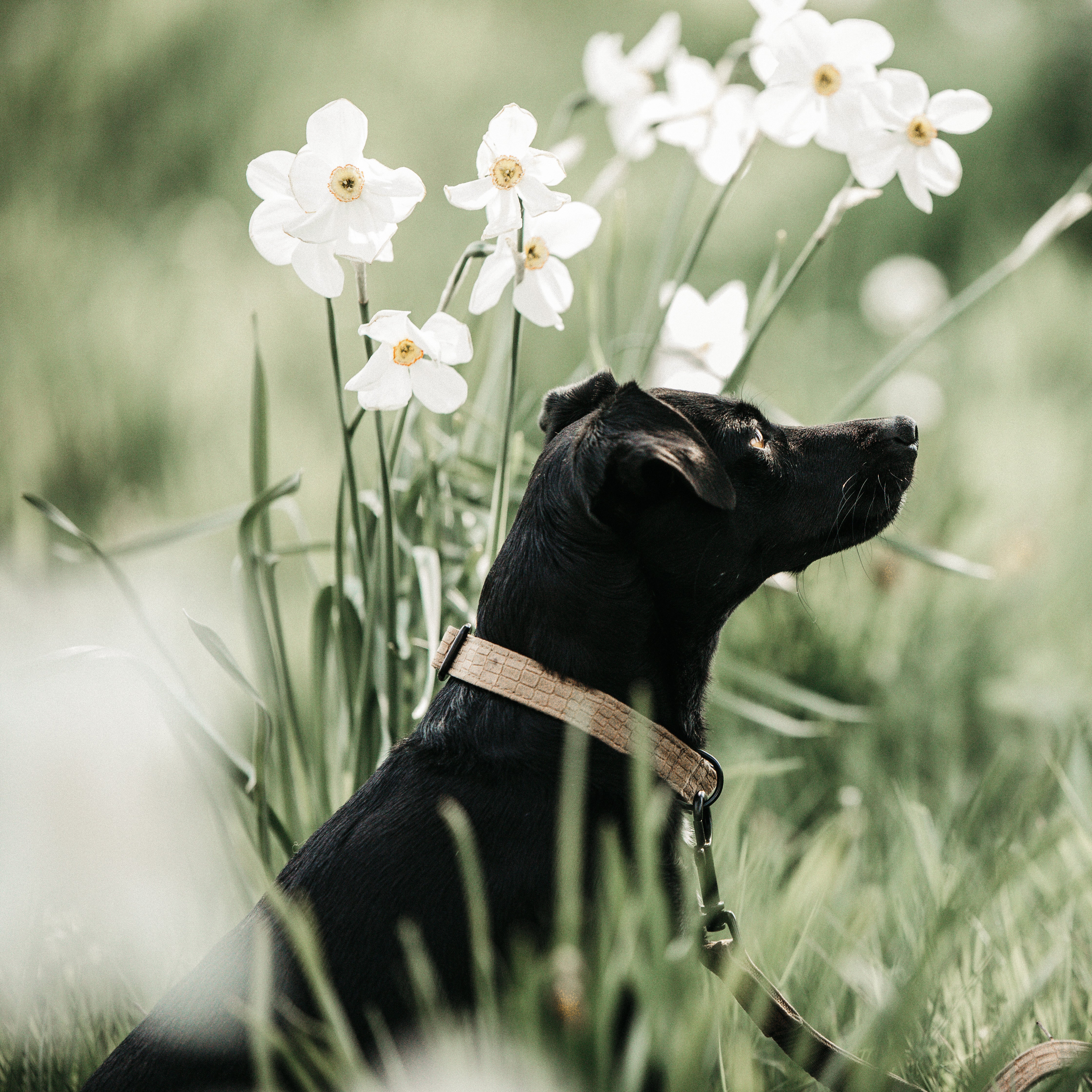 Hunde Halsband