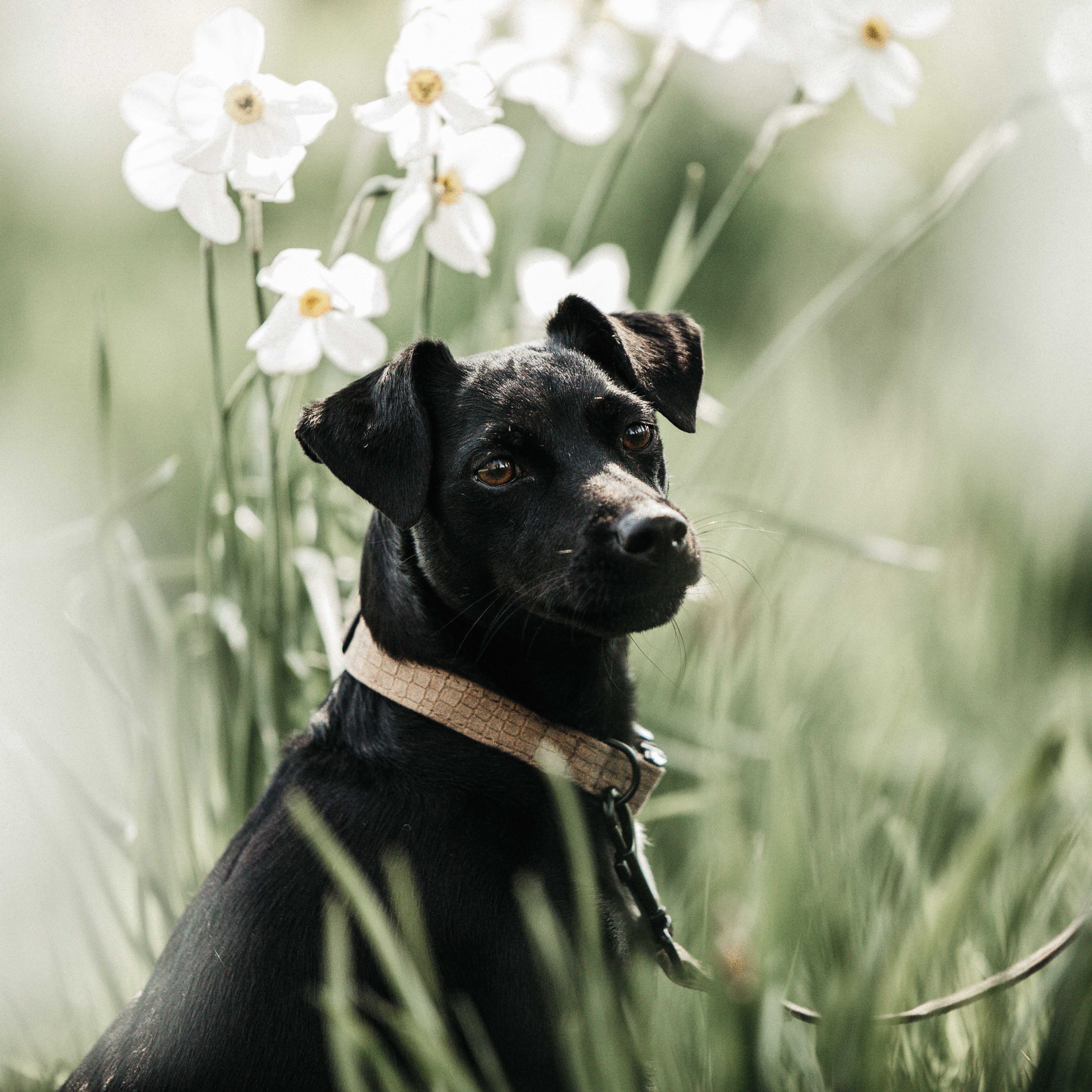 Hunde Halsband