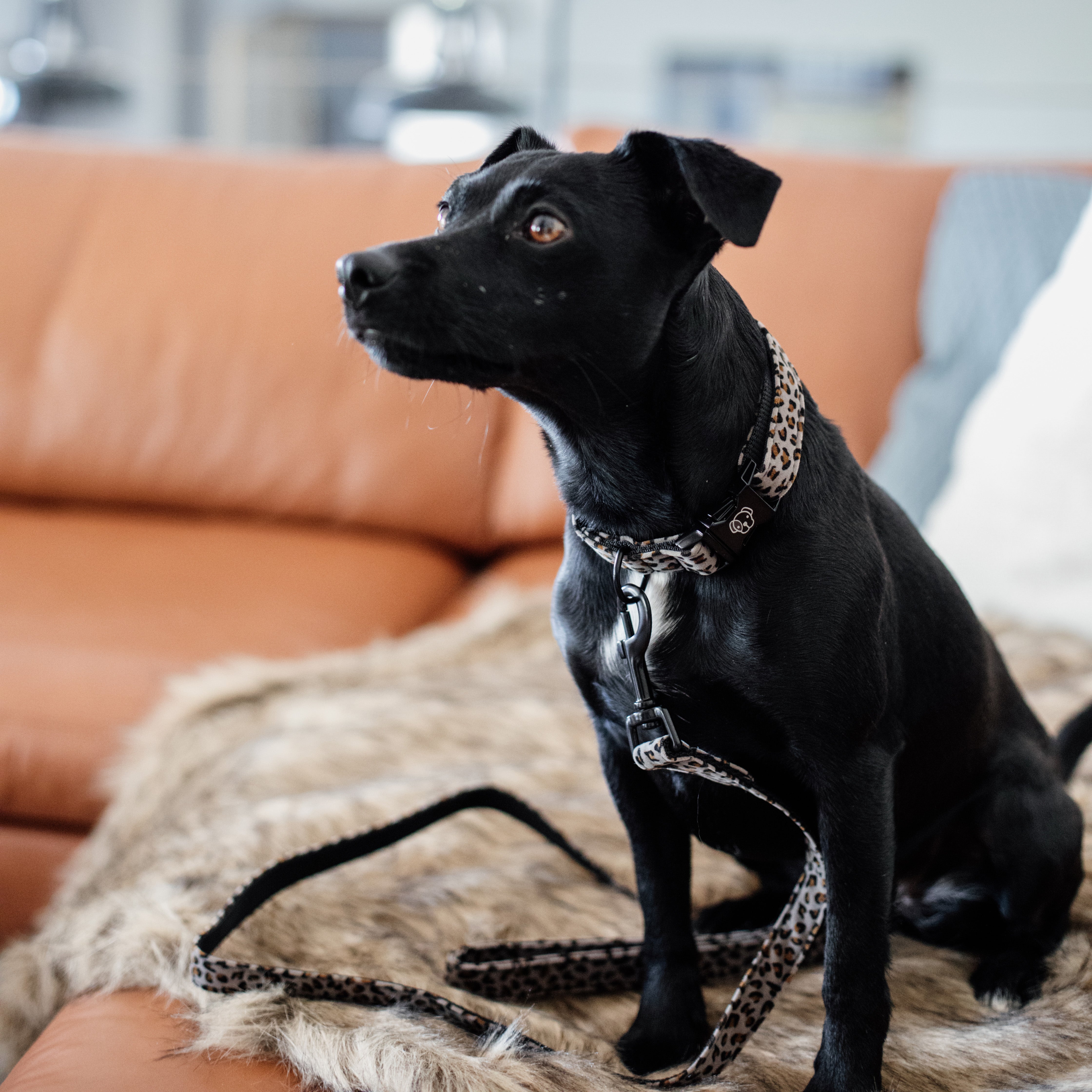 Hunde Halsband