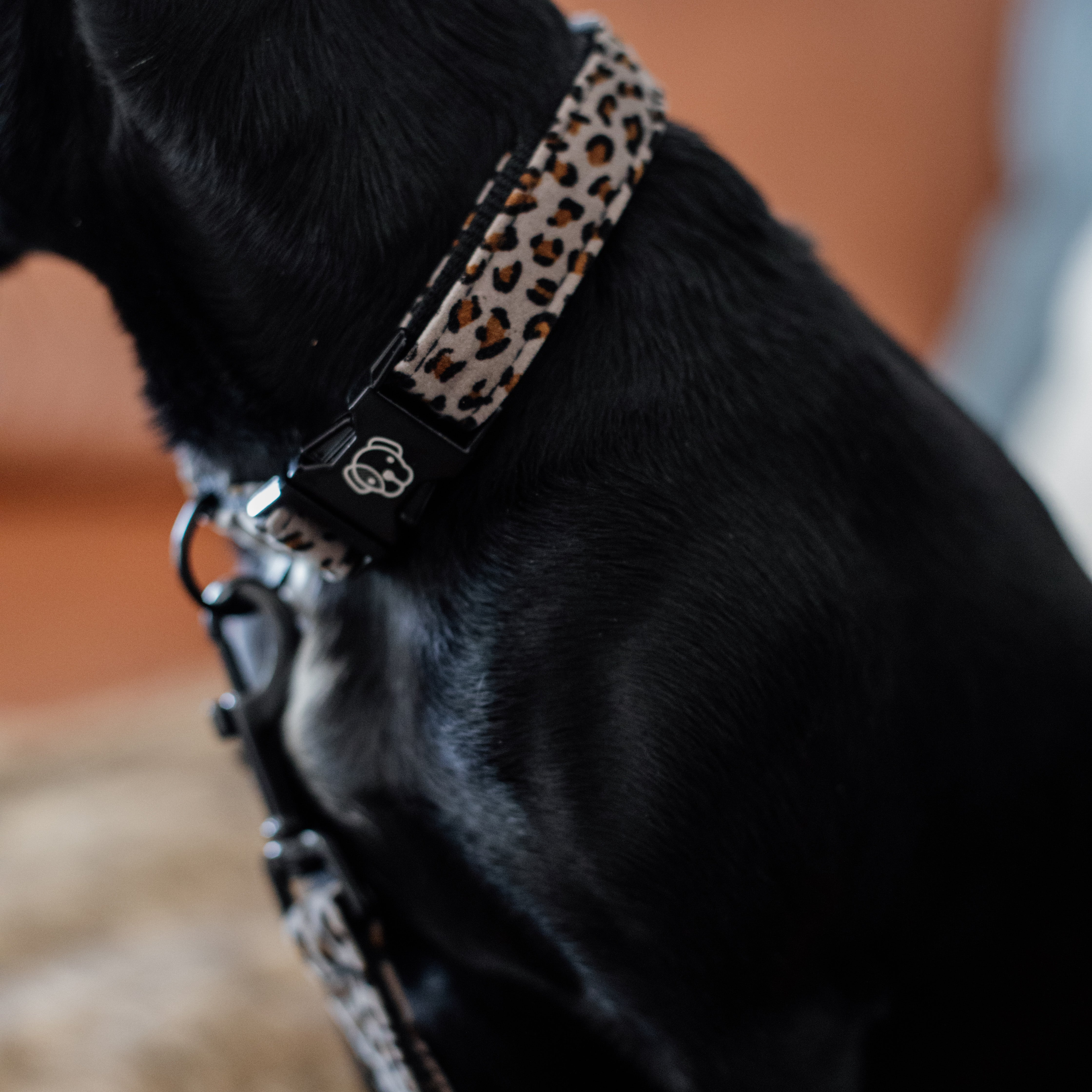 Hunde Halsband