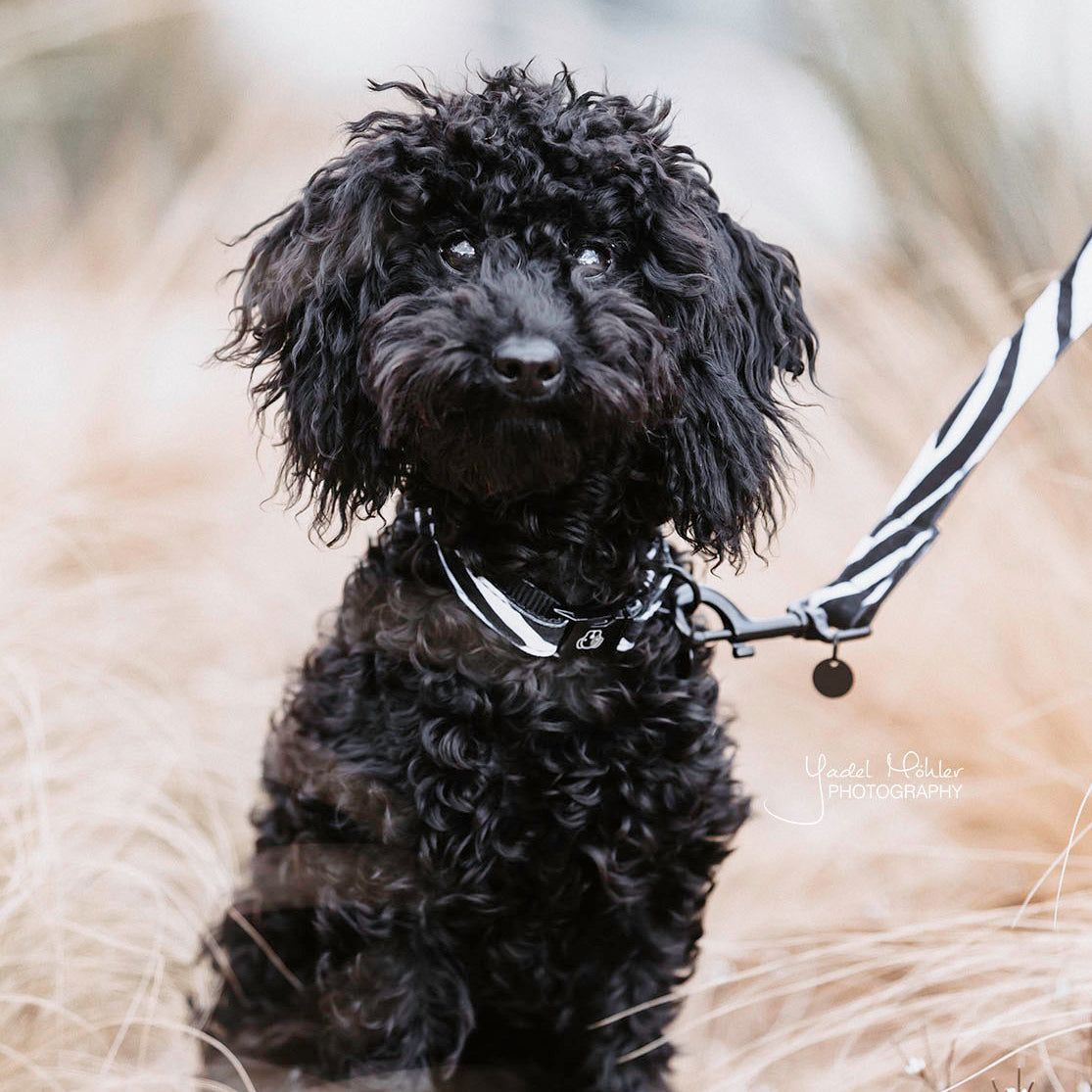 Hunde Halsband